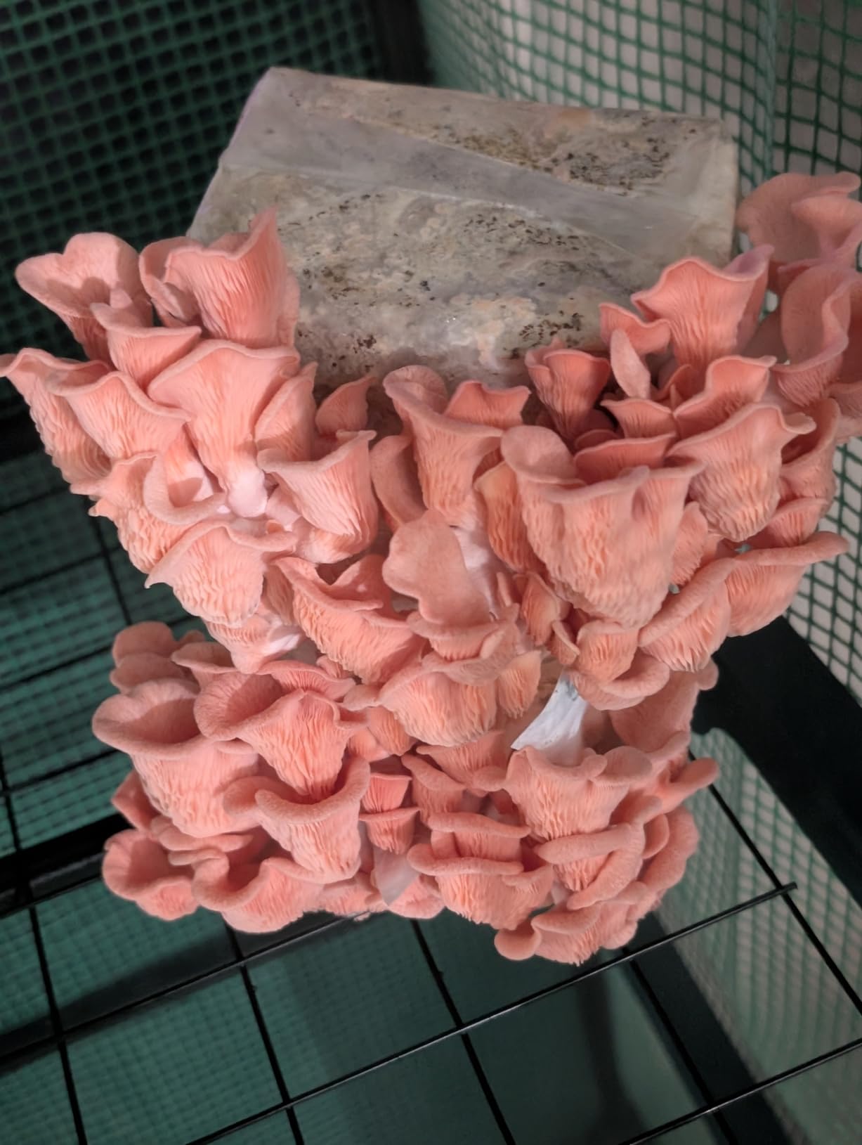 Forest Origins Pink Oyster Mushroom Grow Kit, Beginner Friendly & Easy to Use, Grows in 10 Days | Handmade in California, USA | Top Gardening Gift, Holiday Gift & Unique Gift customer photo 1