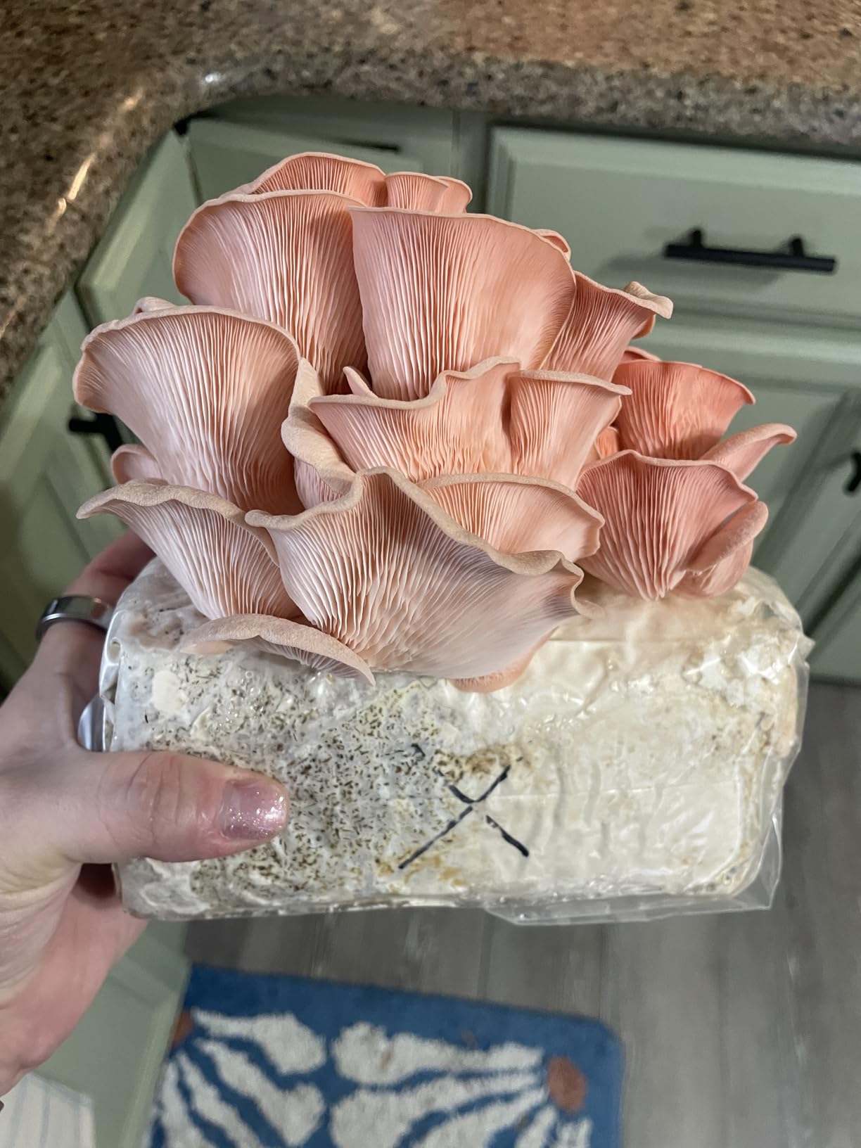 Forest Origins Pink Oyster Mushroom Grow Kit, Beginner Friendly & Easy to Use, Grows in 10 Days | Handmade in California, USA | Top Gardening Gift, Holiday Gift & Unique Gift customer photo 2