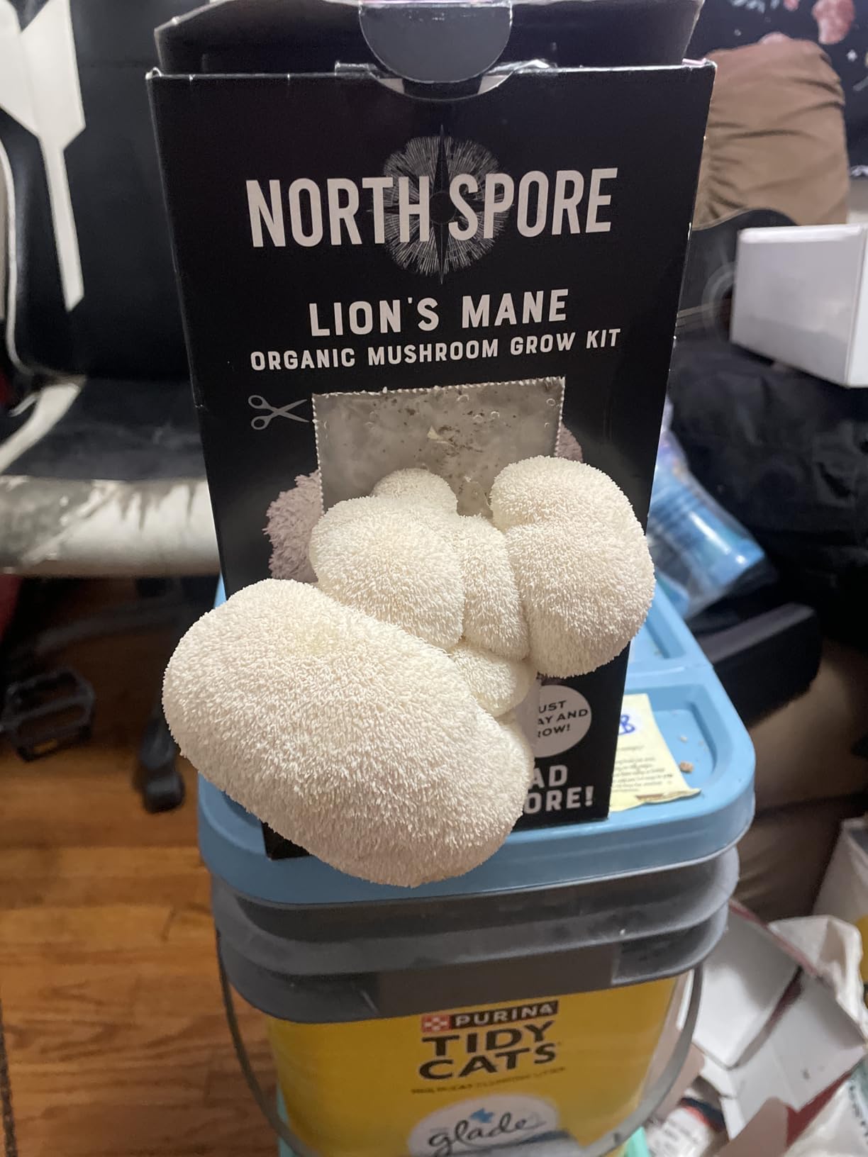 North Spore Organic Lion's Mane Mushroom Spray & Grow Kit (4 lbs) | USDA-Certified Organic, Non-GMO, Beginner-Friendly & Easy to Use | Handmade in Maine, USA customer photo 1