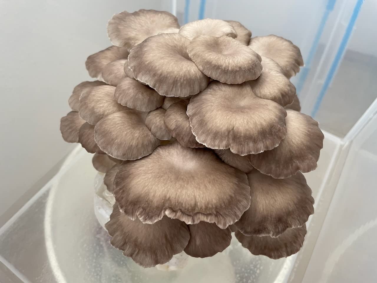 Forest Origins Brown Oyster Mushroom Grow Kit, Harvest Gourmet Mushrooms in 10 Days, Beginner Friendly, Handmade in California USA, Unique Gift customer photo 1
