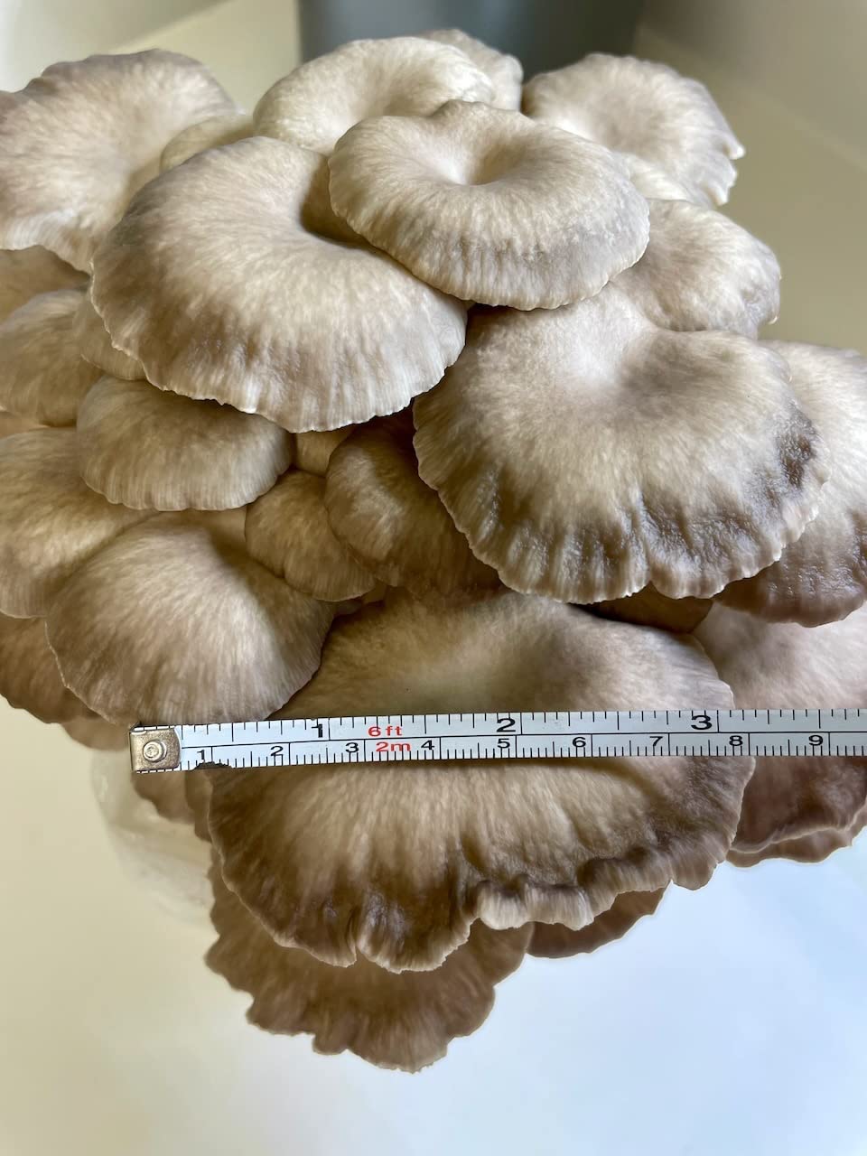 Forest Origins Brown Oyster Mushroom Grow Kit, Harvest Gourmet Mushrooms in 10 Days, Beginner Friendly, Handmade in California USA, Unique Gift customer photo 2