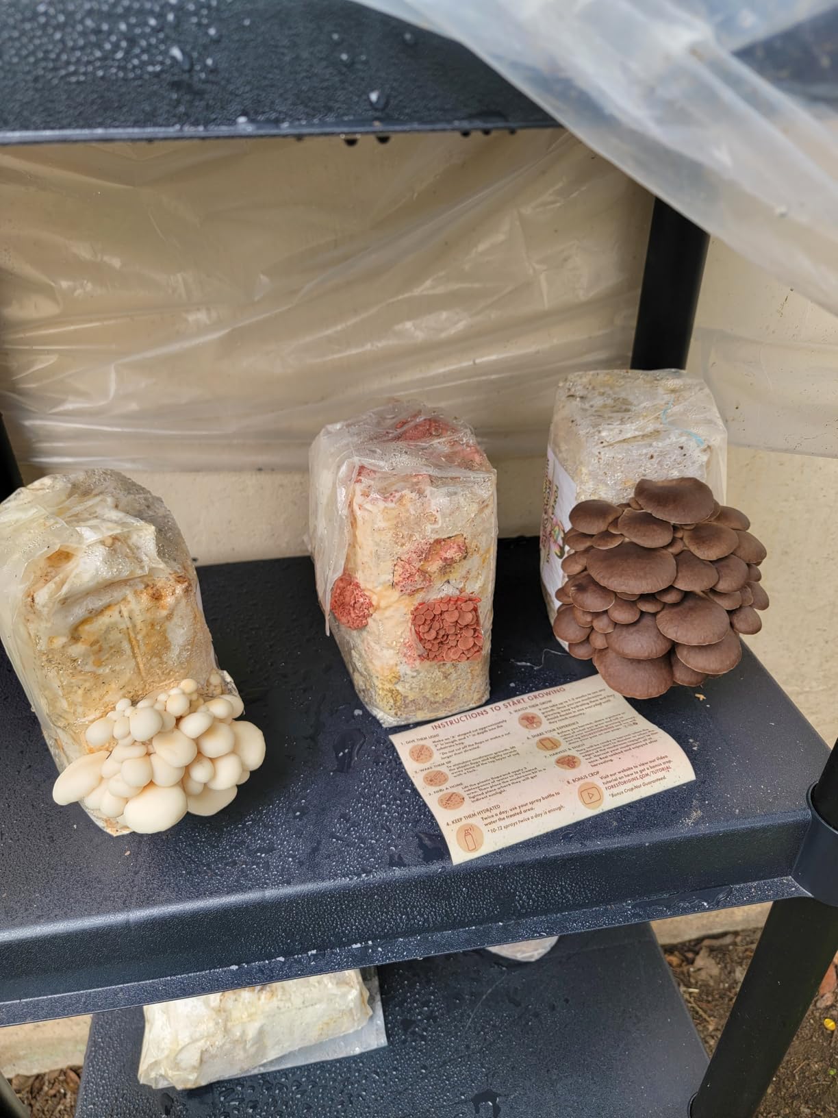 Forest Origins Specialty Trio Oyster Mushroom Grow Kit 3-Pack Variety - Beginner Friendly & Easy to Use, Grows in 10 Days | Handmade in California, USA customer photo 1