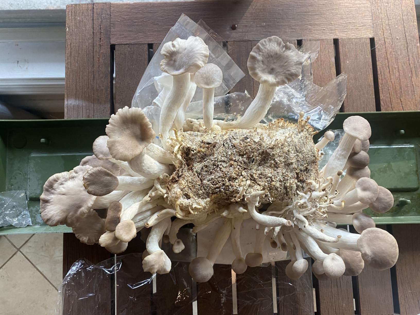Forest Origins Specialty Trio Oyster Mushroom Grow Kit 3-Pack Variety - Beginner Friendly & Easy to Use, Grows in 10 Days | Handmade in California, USA customer photo 2