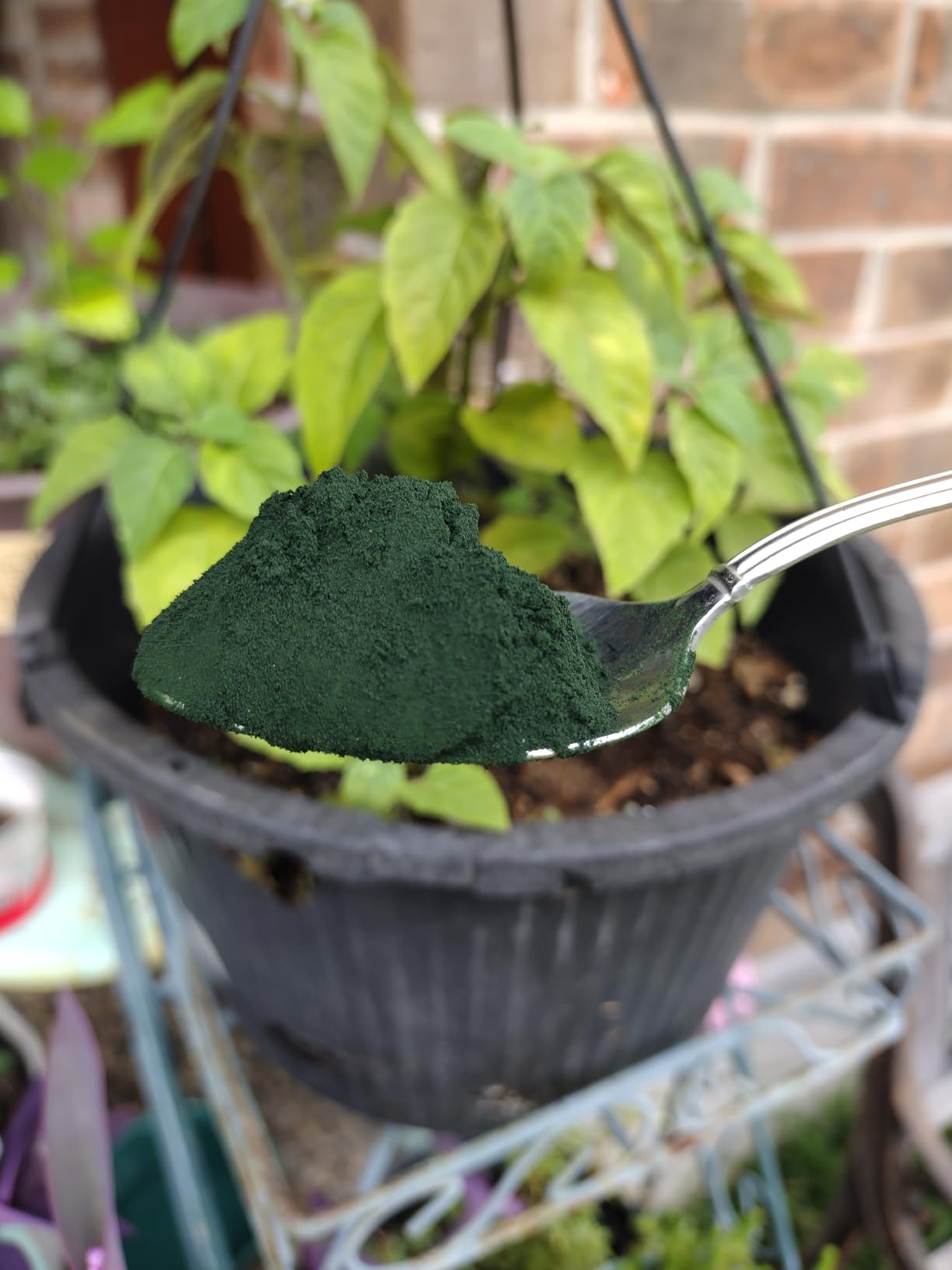 Yupik Organic Spirulina Powder 8.8 oz, USDA Certified, Non-GMO, Kosher, Gluten-Free, Vegan, High in Protein, Iron & Antioxidants, Superfood for Smoothies, Shakes & Baking customer photo 1
