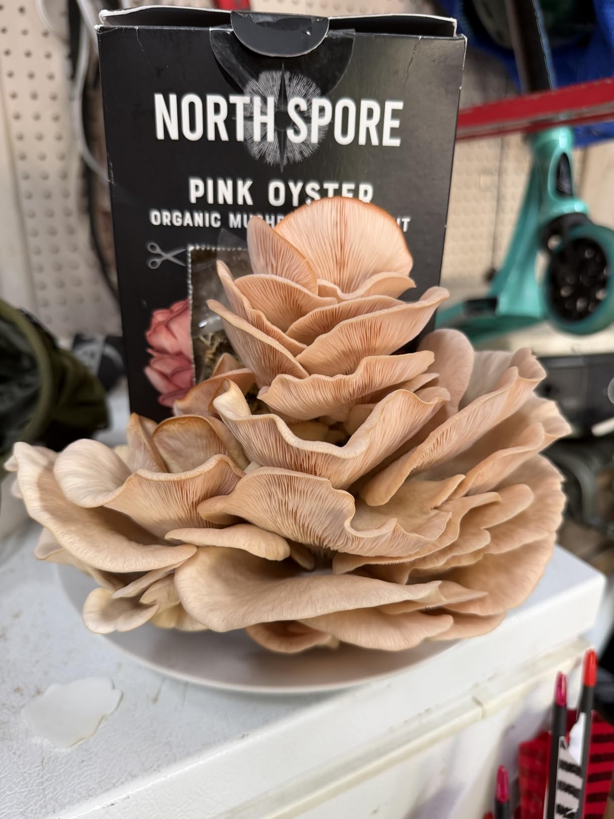 North Spore Organic Pink Oyster Mushroom Spray & Grow Kit (4 lbs) | USDA-Certified Organic, Non-GMO, Beginner-Friendly & Easy to Use | Handmade in Maine, USA customer photo 1
