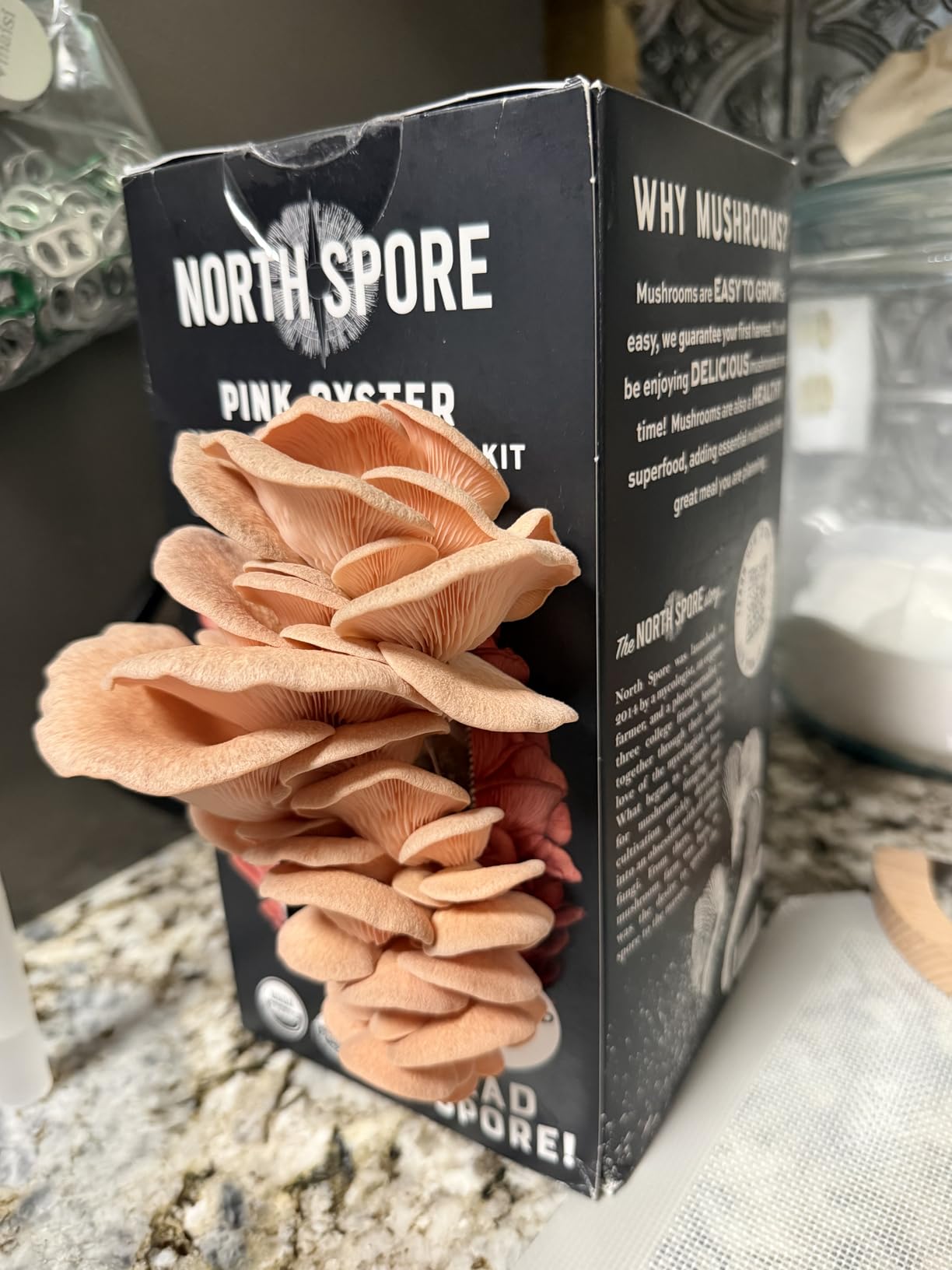 North Spore Organic Pink Oyster Mushroom Spray & Grow Kit (4 lbs) | USDA-Certified Organic, Non-GMO, Beginner-Friendly & Easy to Use | Handmade in Maine, USA customer photo 2