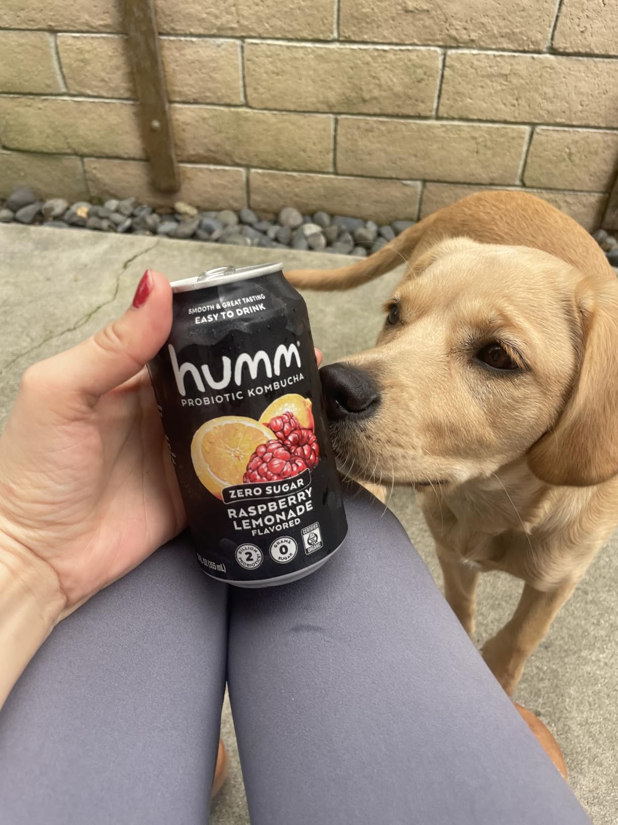 Humm Probiotic Kombucha Zero Sugar Variety Pack, No Refrigeration Needed, Keto Friendly, Organic, Vegan, Gluten Free, 12oz Cans (16 Pack) customer photo 1