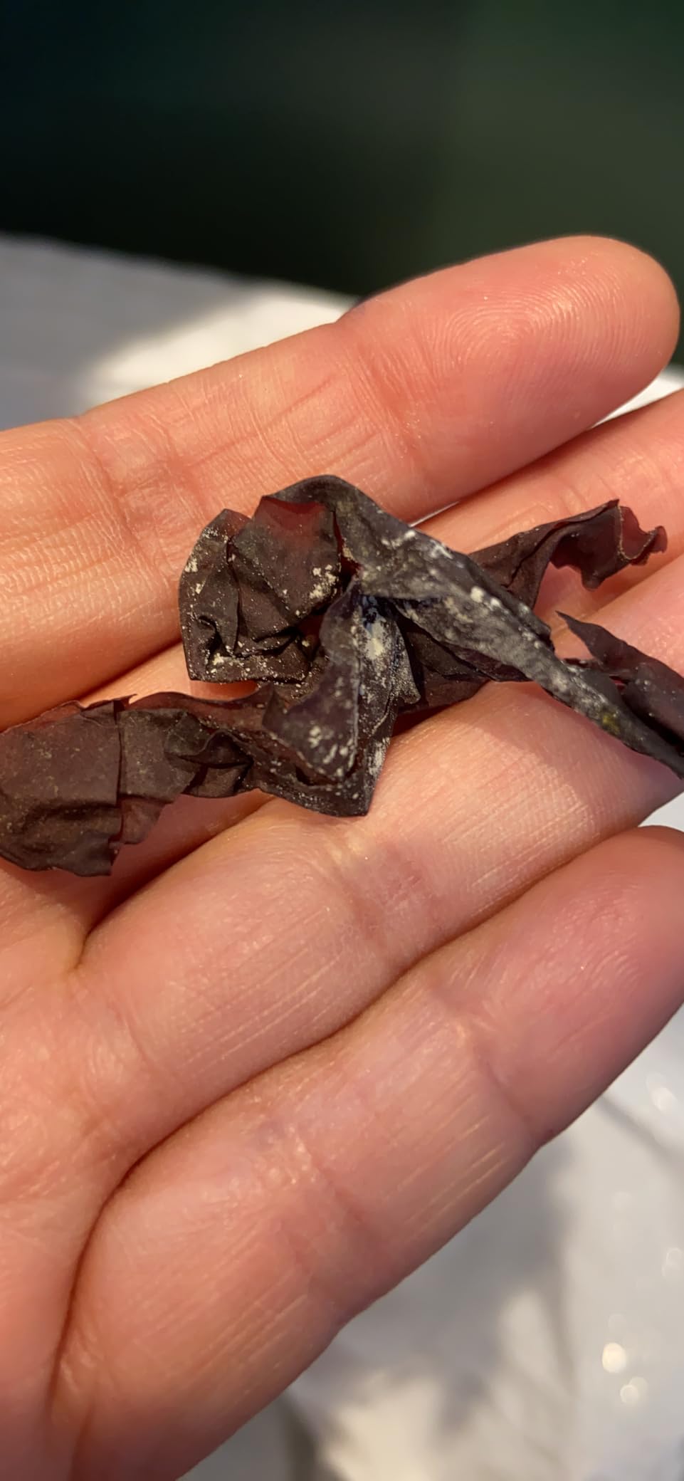 Aqua Veggies Organic Atlantic Dulse Flakes Large 2 Oz, Hand-Harvested, Sun-Dried Bay of Fundy, Excellent Source of Vitamins B6, B12, Iron, Iodine, Protein, Calcium and Fibre (Dulse Flake 56 Grams) customer photo 1