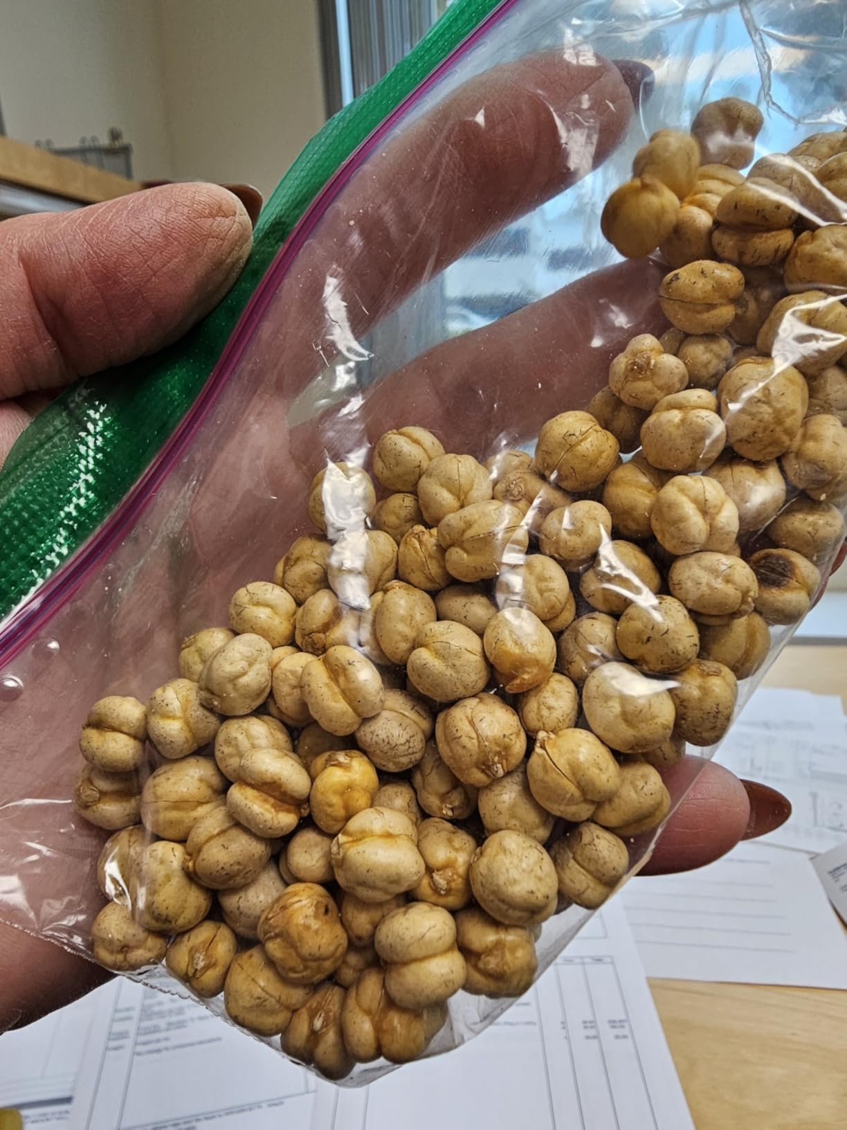 Organic Roasted Chickpeas 2 LB - USDA Organic Certified - Healthy Snack, Lightly Roasted, No Oil, No Salt, No GMO & Gluten Free - Product of Turkey customer photo 1