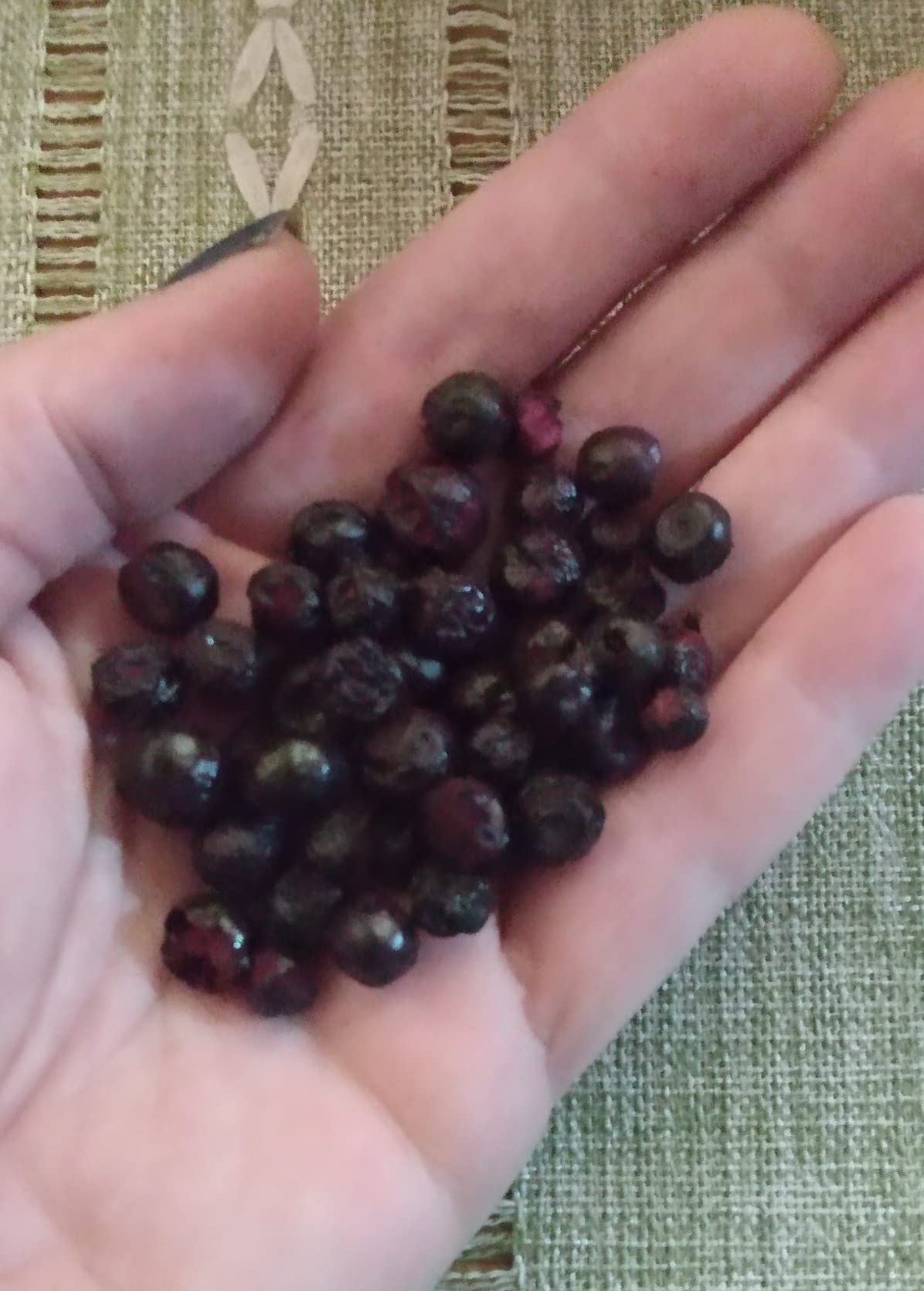 OSEL BERRY Organic Dried Blueberries - 100% Unsweetened Wild Blue Berries, Freeze Dried customer photo 1