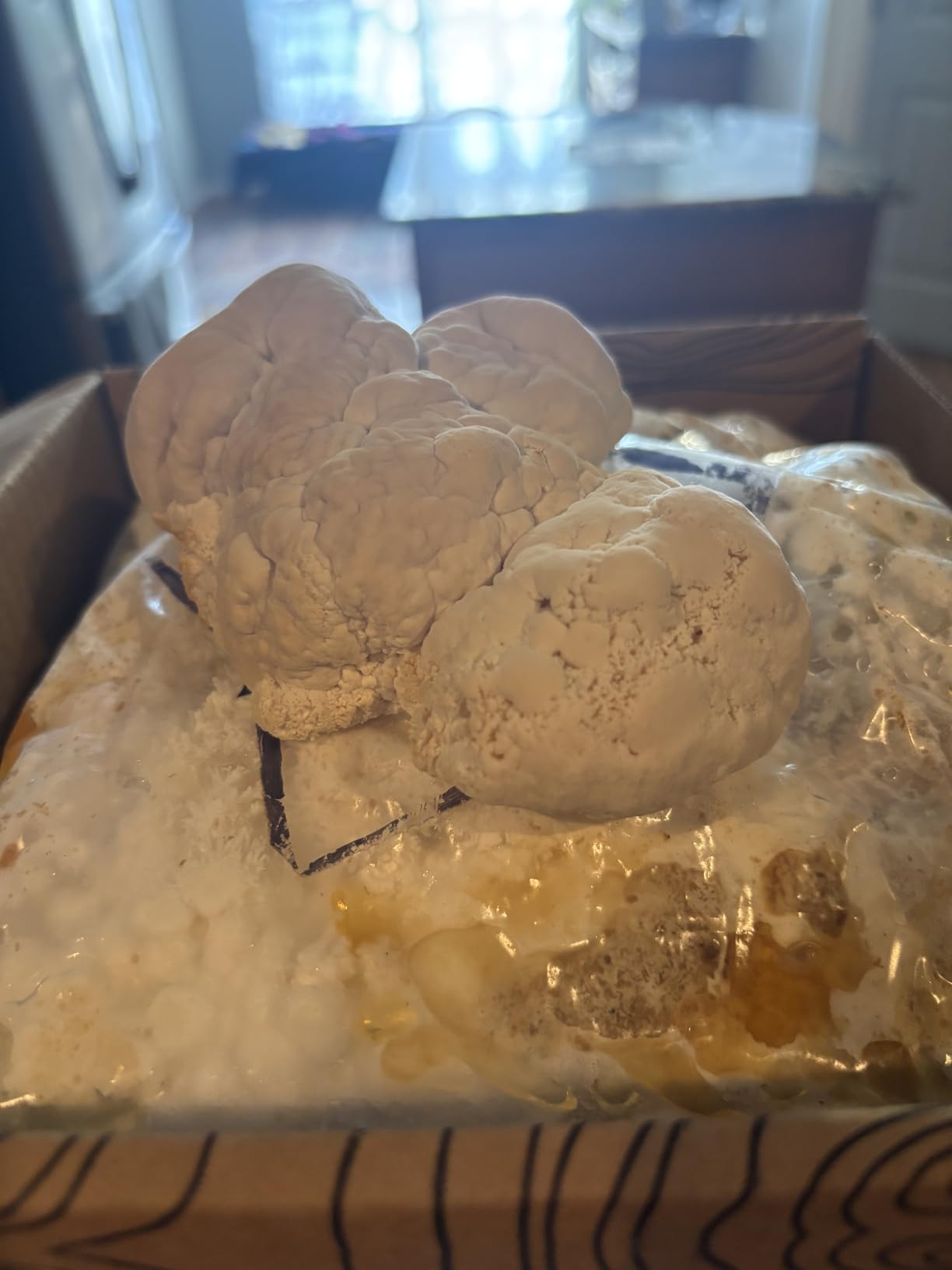 Lion's Mane Mushroom Growing Kit - 6lbs - Mushroom Grow Kit, Indoor Growing, Easy to Use, Grow Lions Mane at Home customer photo 1