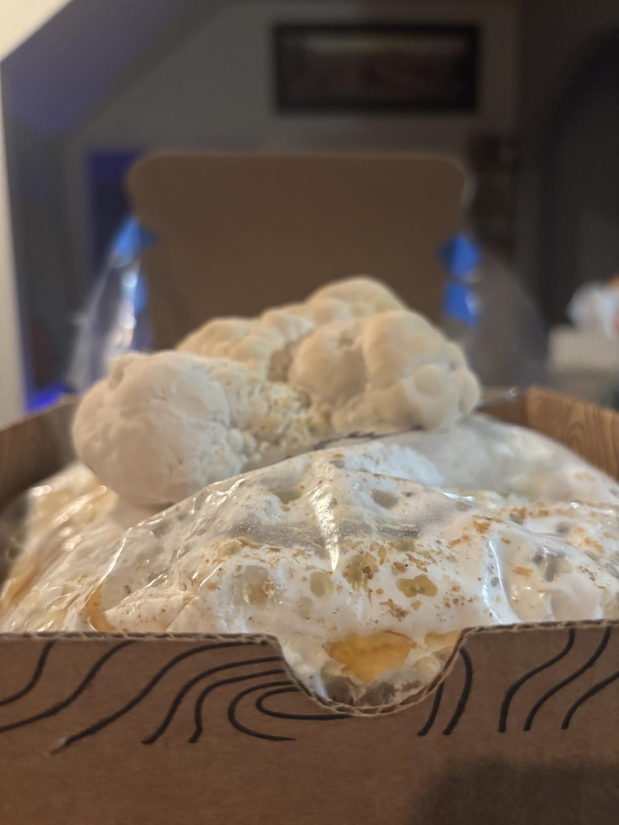 Lion's Mane Mushroom Growing Kit - 6lbs - Mushroom Grow Kit, Indoor Growing, Easy to Use, Grow Lions Mane at Home customer photo 2