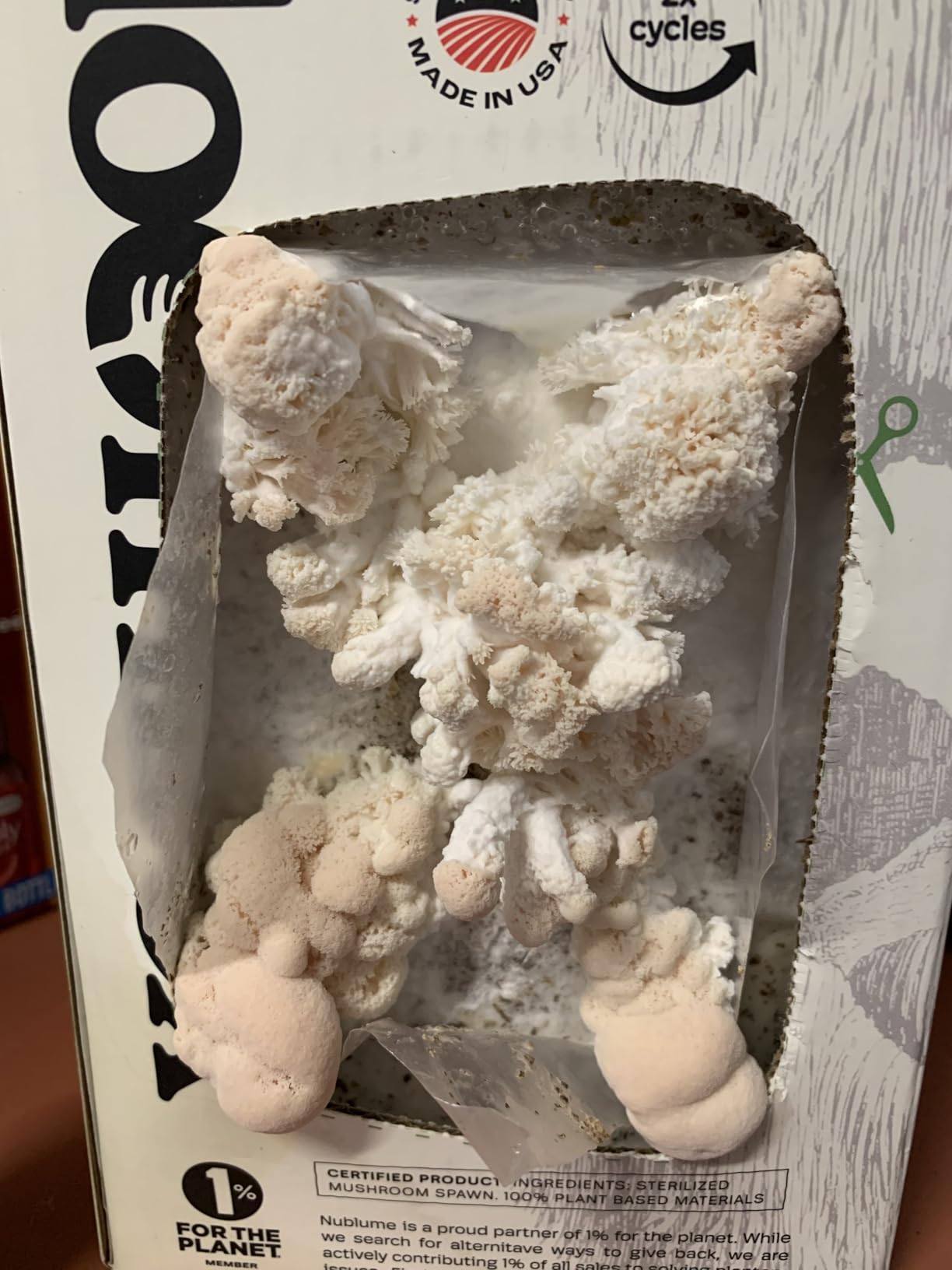 BloomBox Lion's Mane Mushroom Grow Kit - Ready to Fruit Indoor Gardening Gift - Organic Nootropic Spawn Log - Edible Brain Food & Vegan Lobster Substitute - DIY Science Project for Adults & Kids customer photo 2