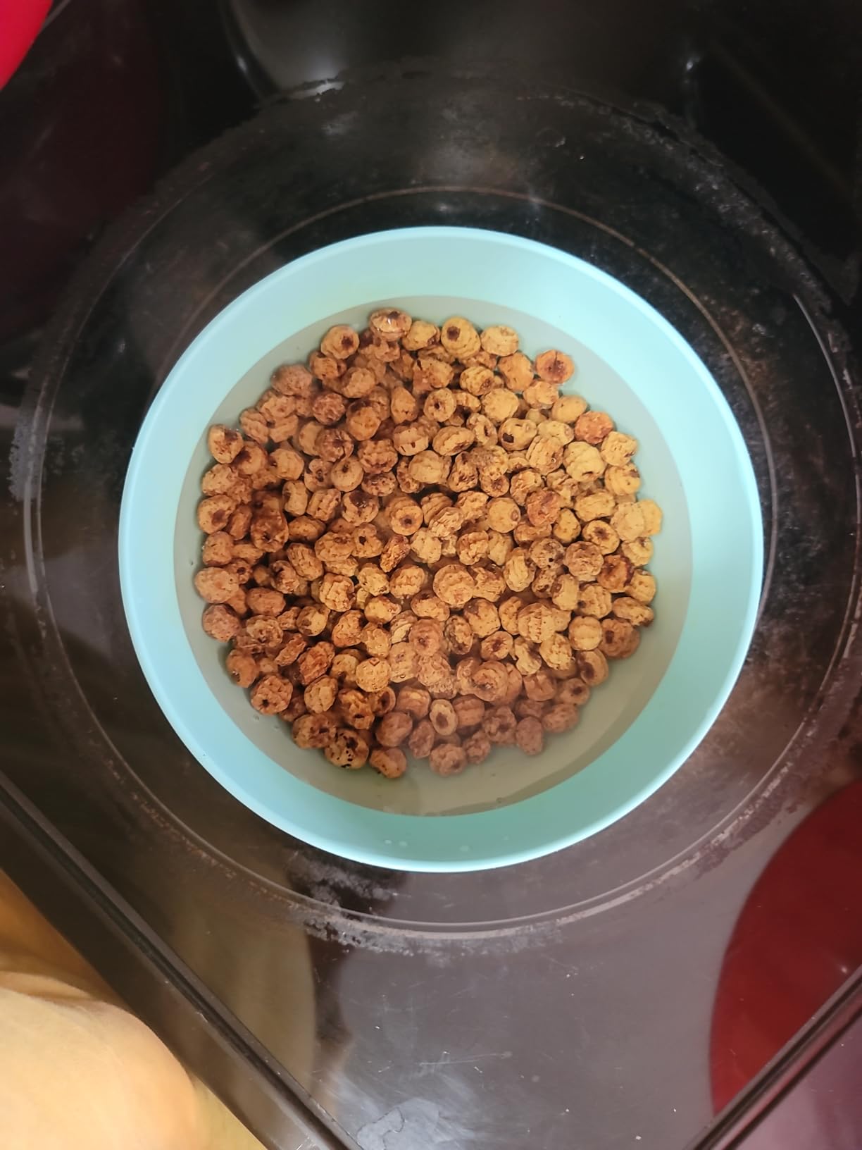 Skyland Kitchen Whole Organic Tigernuts, 16oz Bag, Gluten-Free, Raw Snack. Edible tubers, free of all allergens. customer photo 2
