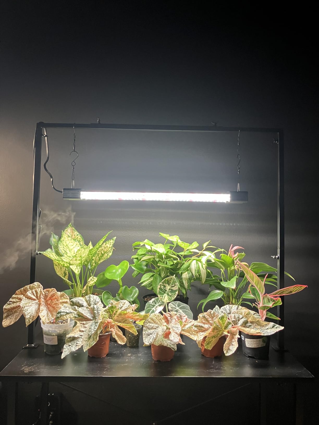 DYMOND BoostGro LED Seed Starter Grow Light Full Spectrum Linkable 5000k Daylight + 660nm Red + 450nm Blue Indoor Plant Lighting Fixture (2 FT, Black) customer photo 2