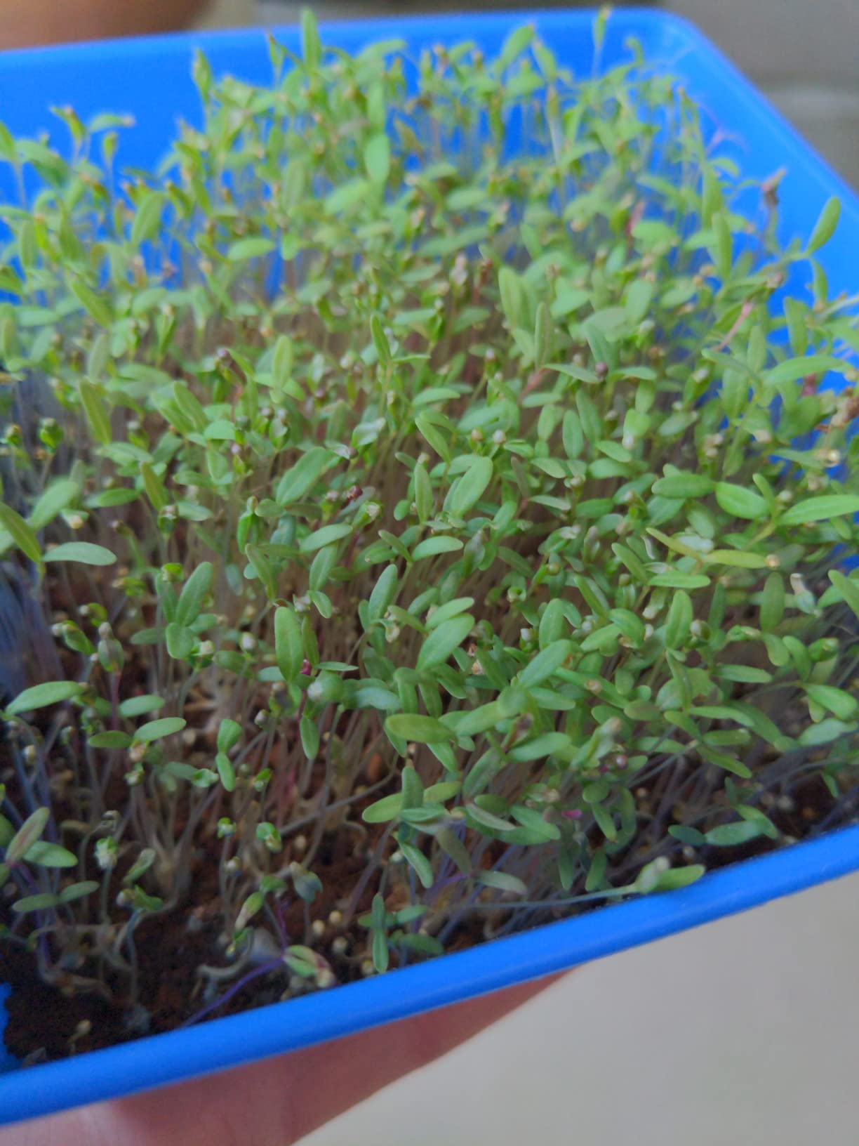 Food to Live Organic Amaranth Grain, 2 Pounds - Non-GMO, 100% Whole Grain, Kosher, Vegan, Bulk Seeds customer photo 1