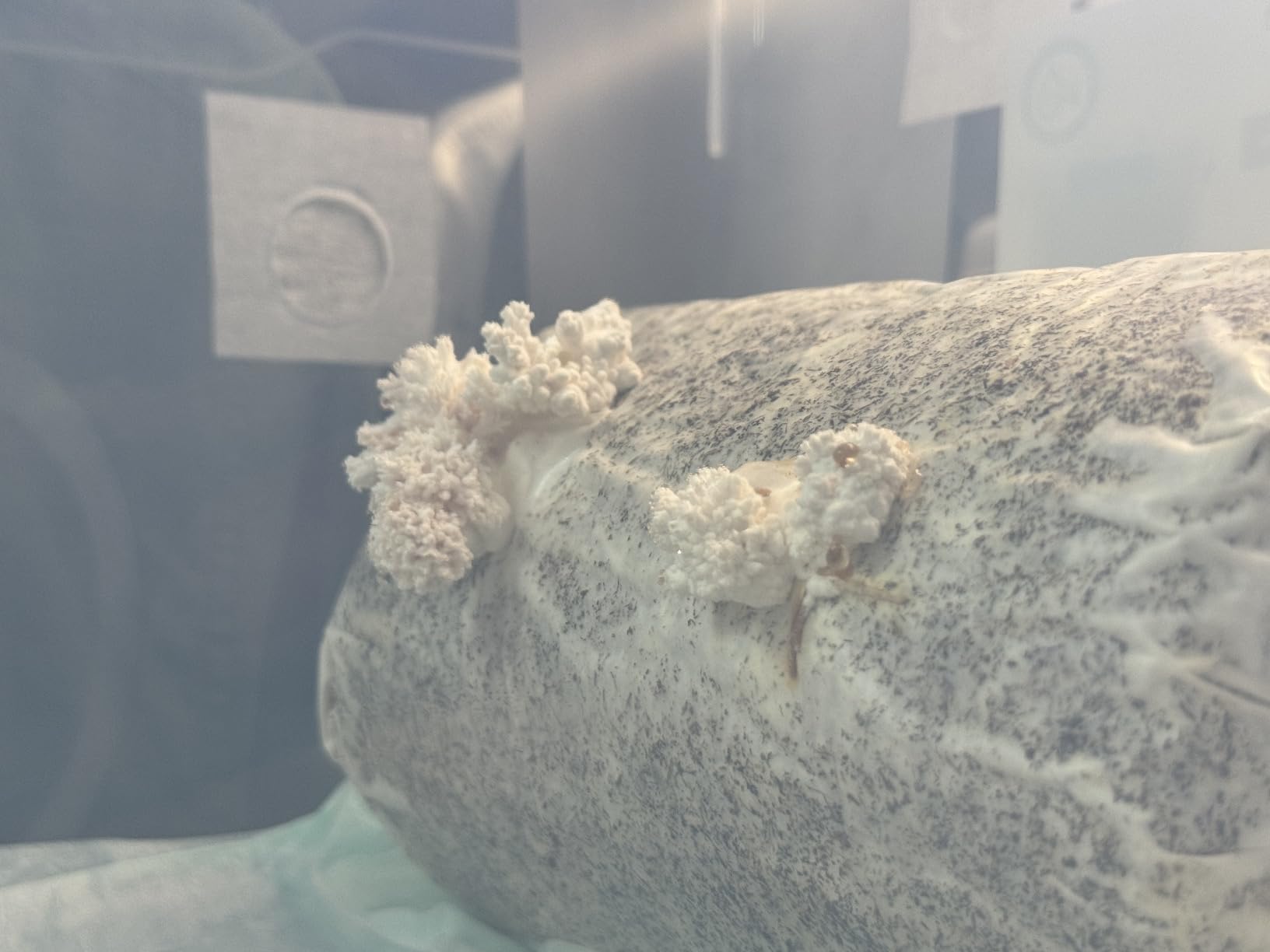 Two Mushroom Grow Kits, 3Lb Each (Lion's Mane & Blue Oyster) customer photo 1