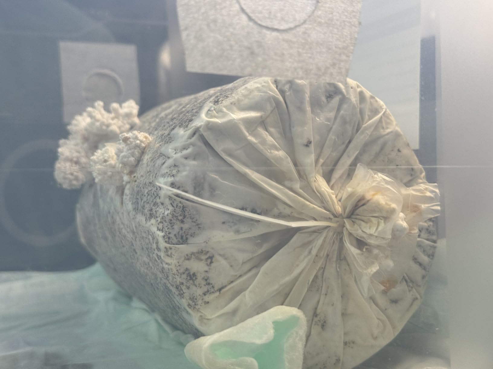 Two Mushroom Grow Kits, 3Lb Each (Lion's Mane & Blue Oyster) customer photo 2