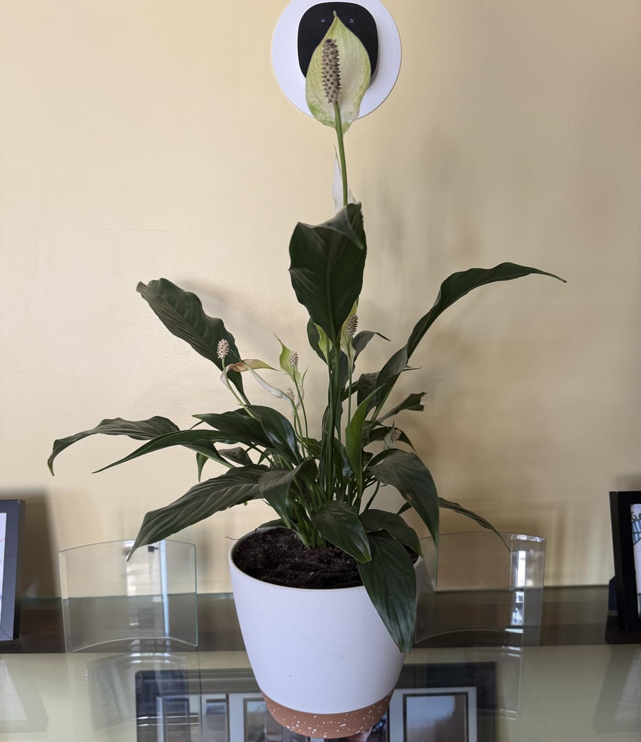 8/10/12 Inch Self Watering Pots for Indoor/Outdoor Plants - Large Plastic Planter with Drainage Holes, Water Level Indicator & Deep Reservoir, Modern Decorative Flower Pots (White) customer photo 1