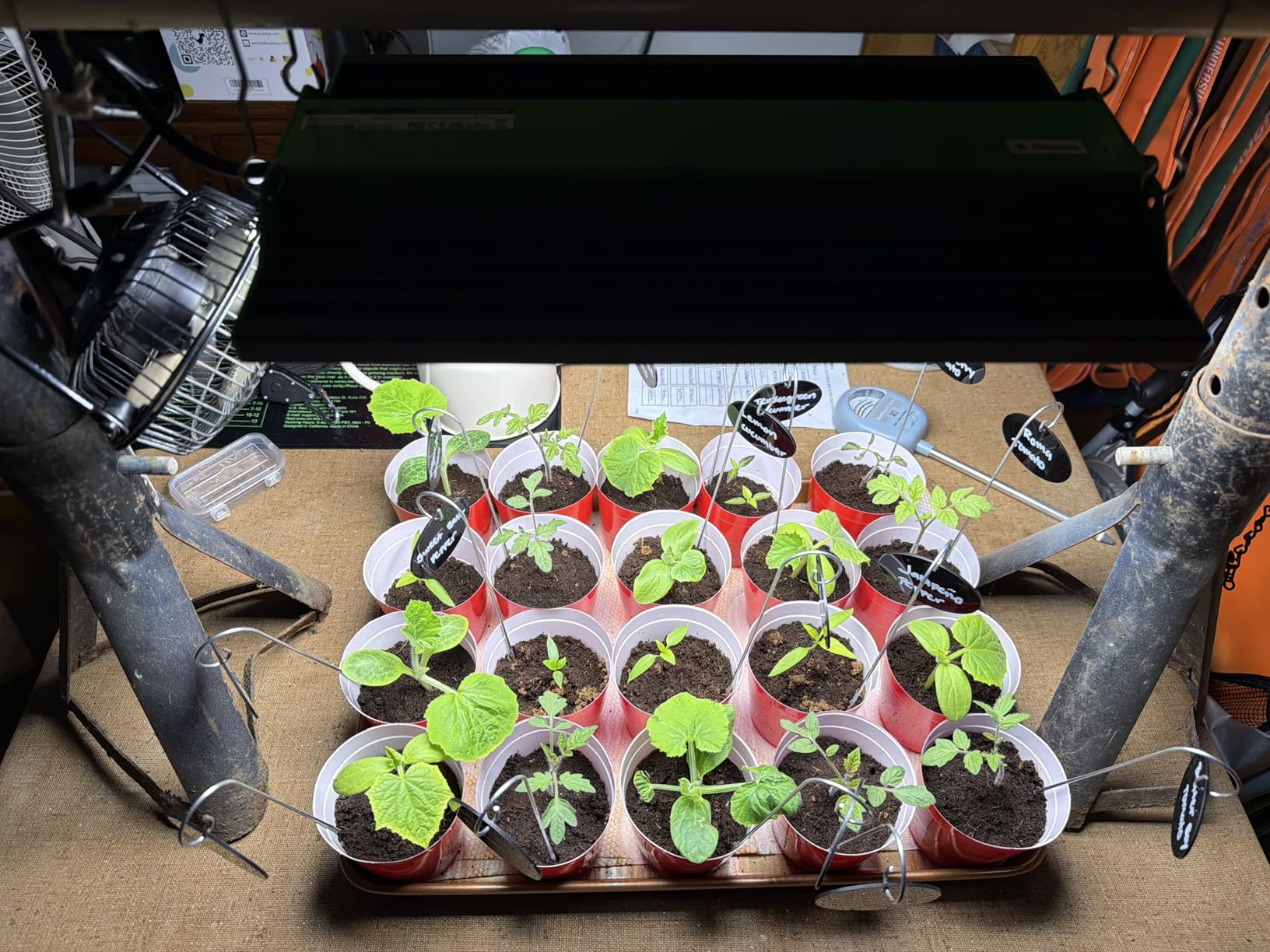 VIPARSPECTRA P700 Grow Light, 70 Watt Dimmable Full Spectrum Plant Light, LED Grow Lights for Indoor Plants Seed Starting Seedlings Vegetable, 11000 Lumens Small Hanging Growing Lamp for 2x2 Grow Tent customer photo 1