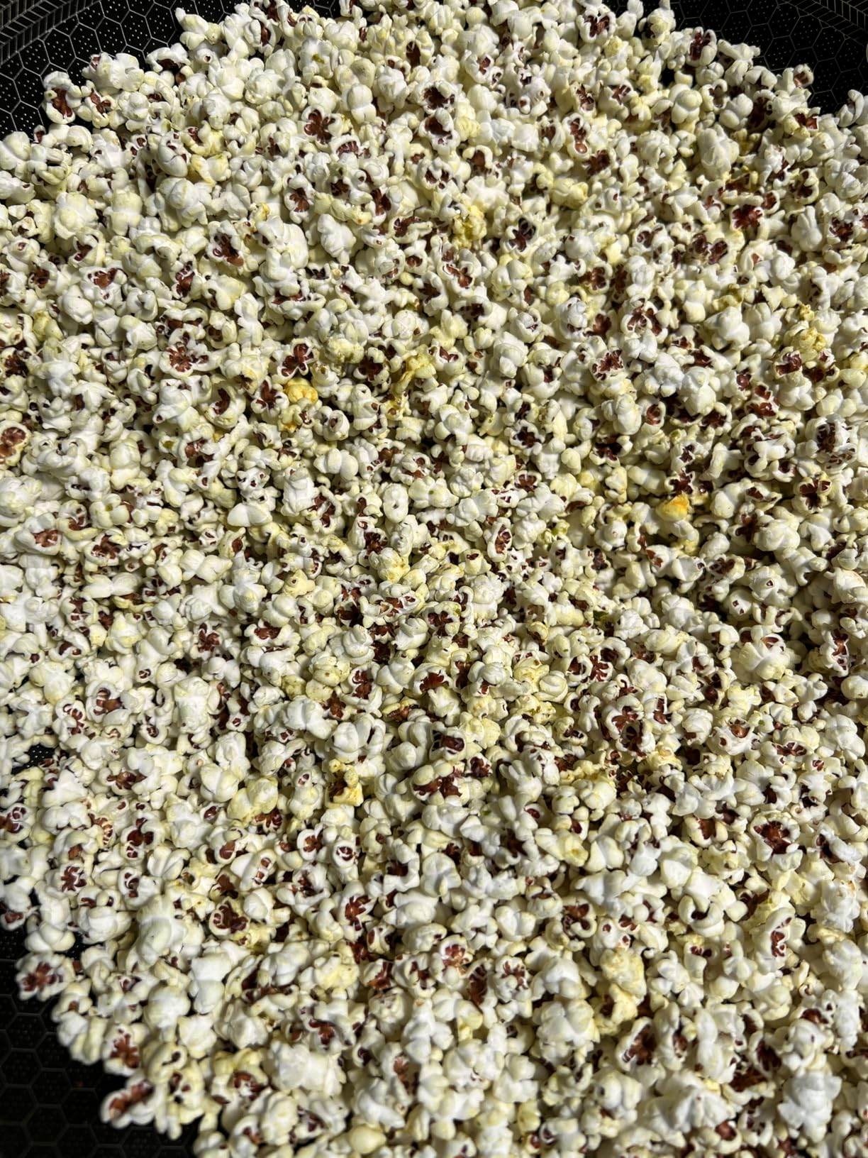 Mycology Basics - Organic Sorghum (5.0 lbs) customer photo 2