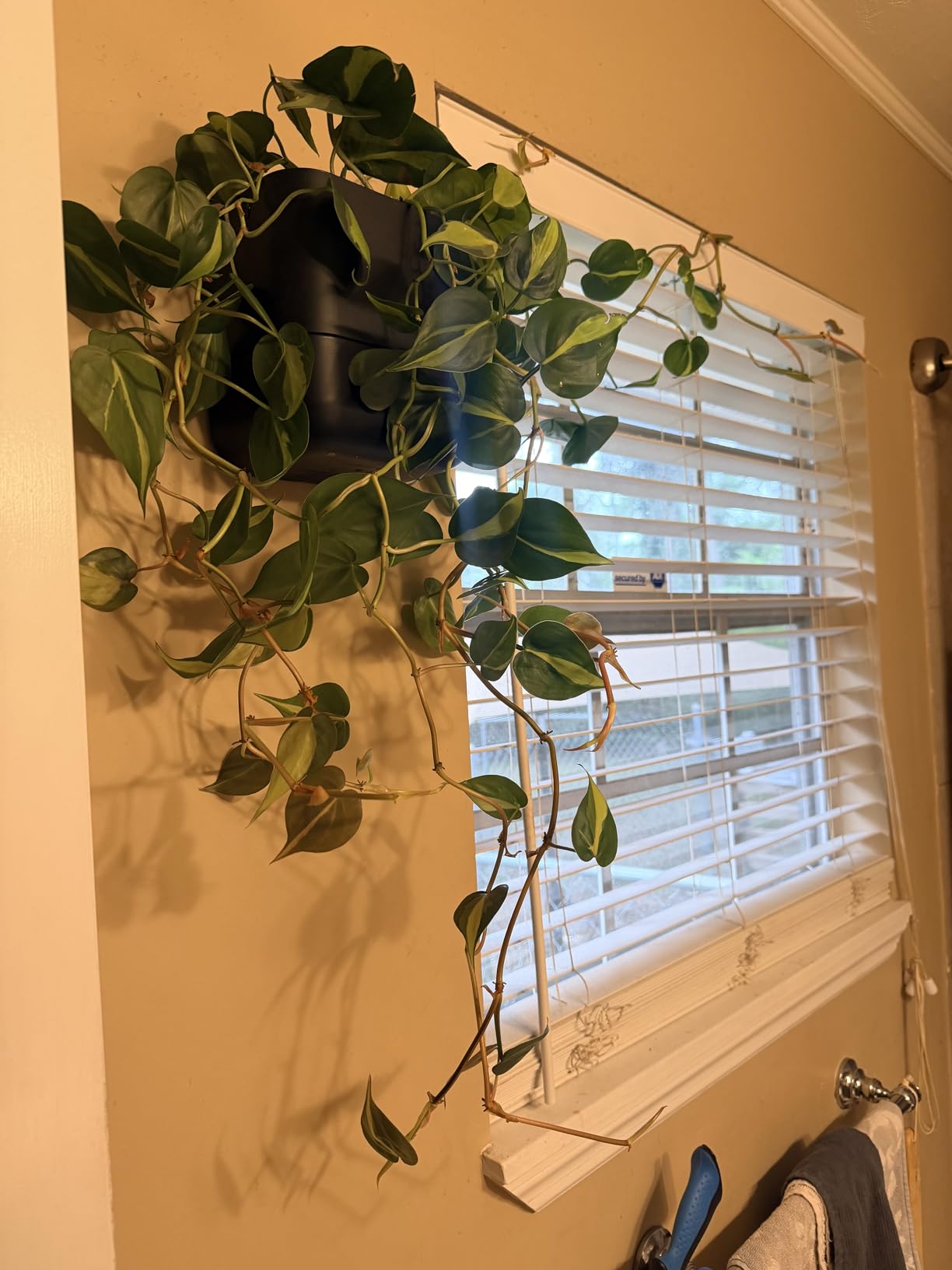 Phoenix Vine 6.5 Inch Wall Mounted Self-Watering Planter Pots for Indoor Houseplants and Herbs | Hanging Planter for Window Sills, Bathroom Walls, Home & Office Décor, Oatmeal, Set of 3 customer photo 1