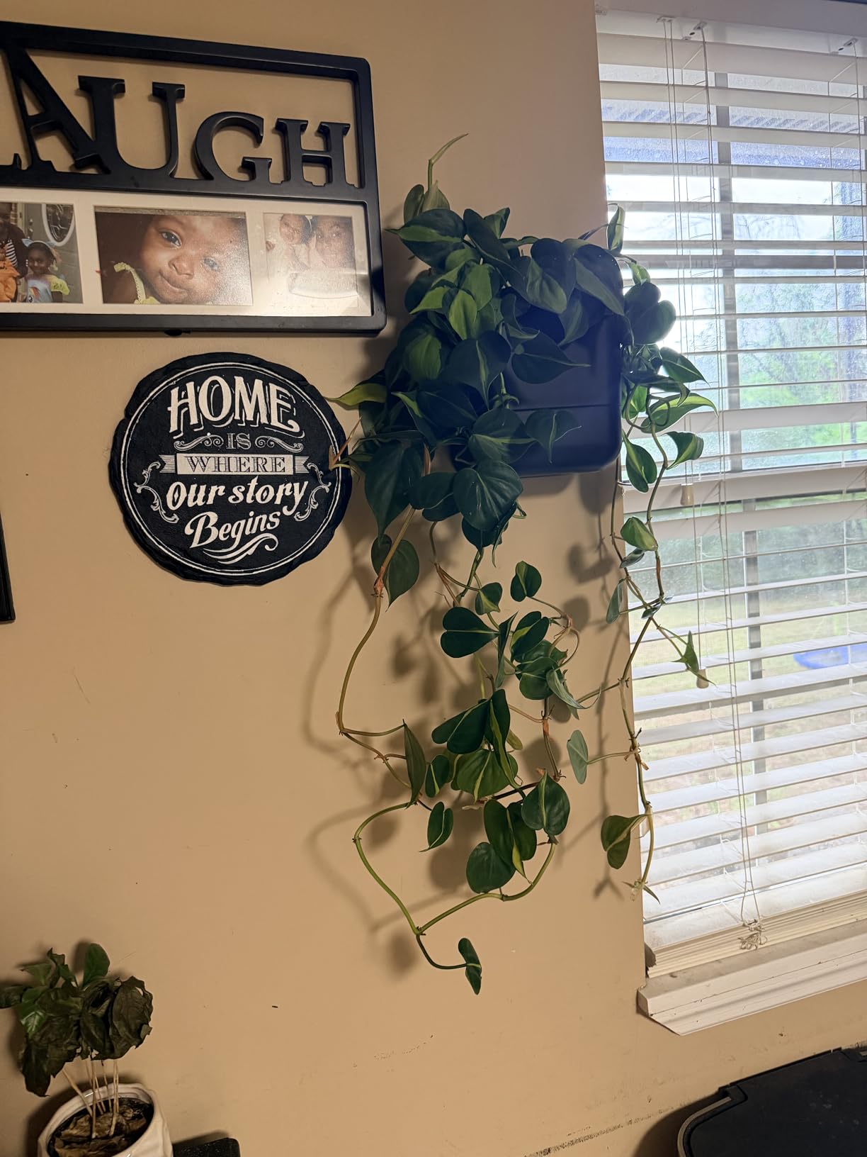 Phoenix Vine 6.5 Inch Wall Mounted Self-Watering Planter Pots for Indoor Houseplants and Herbs | Hanging Planter for Window Sills, Bathroom Walls, Home & Office Décor, Oatmeal, Set of 3 customer photo 2
