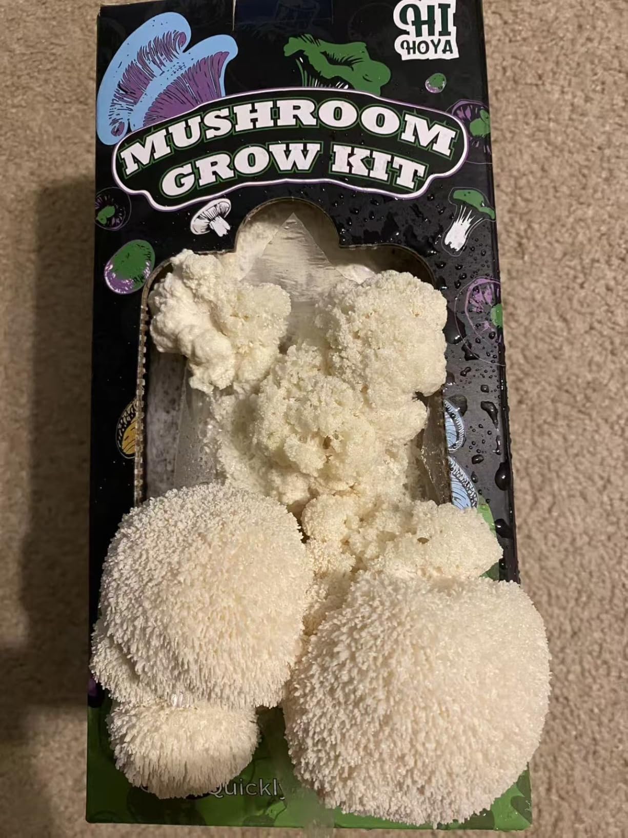 Organic Mushroom Growing Kit, Lion's Mane Mushroom Grow Kit with All Accessories, Grow Fresh Edible Mushrooms Indoor, USDA Certified Organic, Non-GMO, Easy to Grow at Home customer photo 2