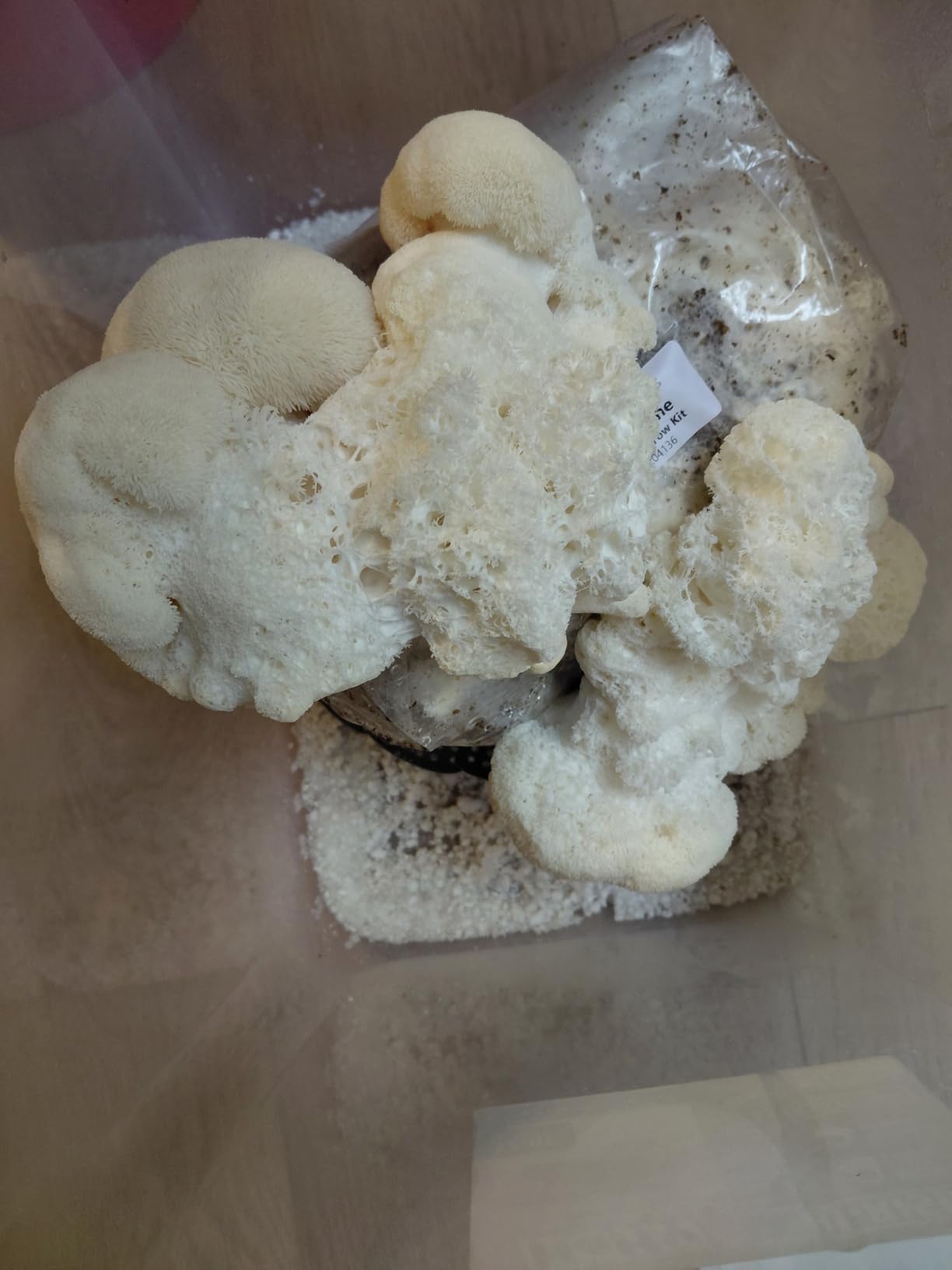Myco Labs Lion's Mane Mushroom Grow Kit | Large 5.5 LB Fruiting Block | with Custom Humidity Tent & Filters | Grow Anywhere customer photo 1