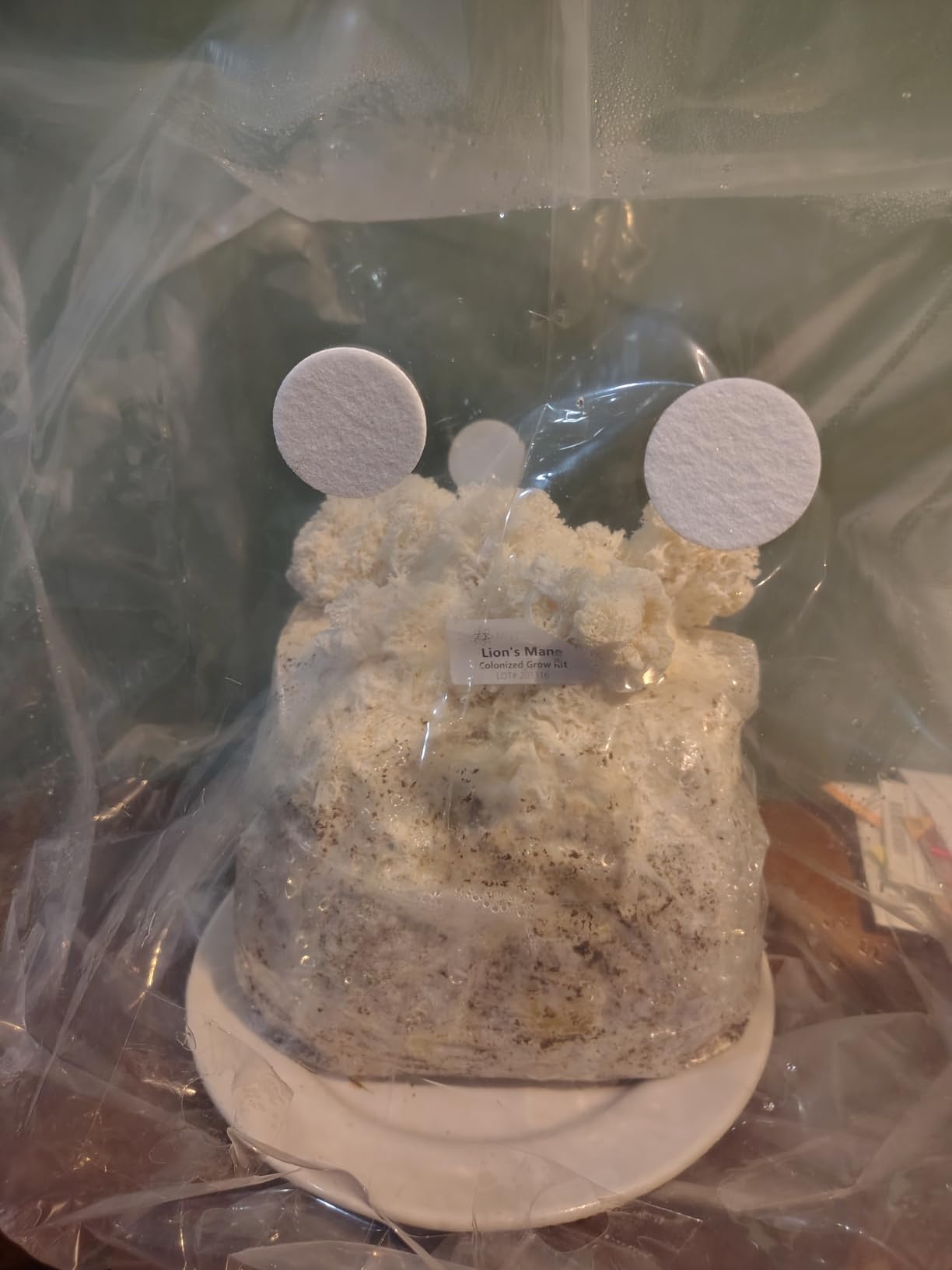 Myco Labs Lion's Mane Mushroom Grow Kit | Large 5.5 LB Fruiting Block | with Custom Humidity Tent & Filters | Grow Anywhere customer photo 2