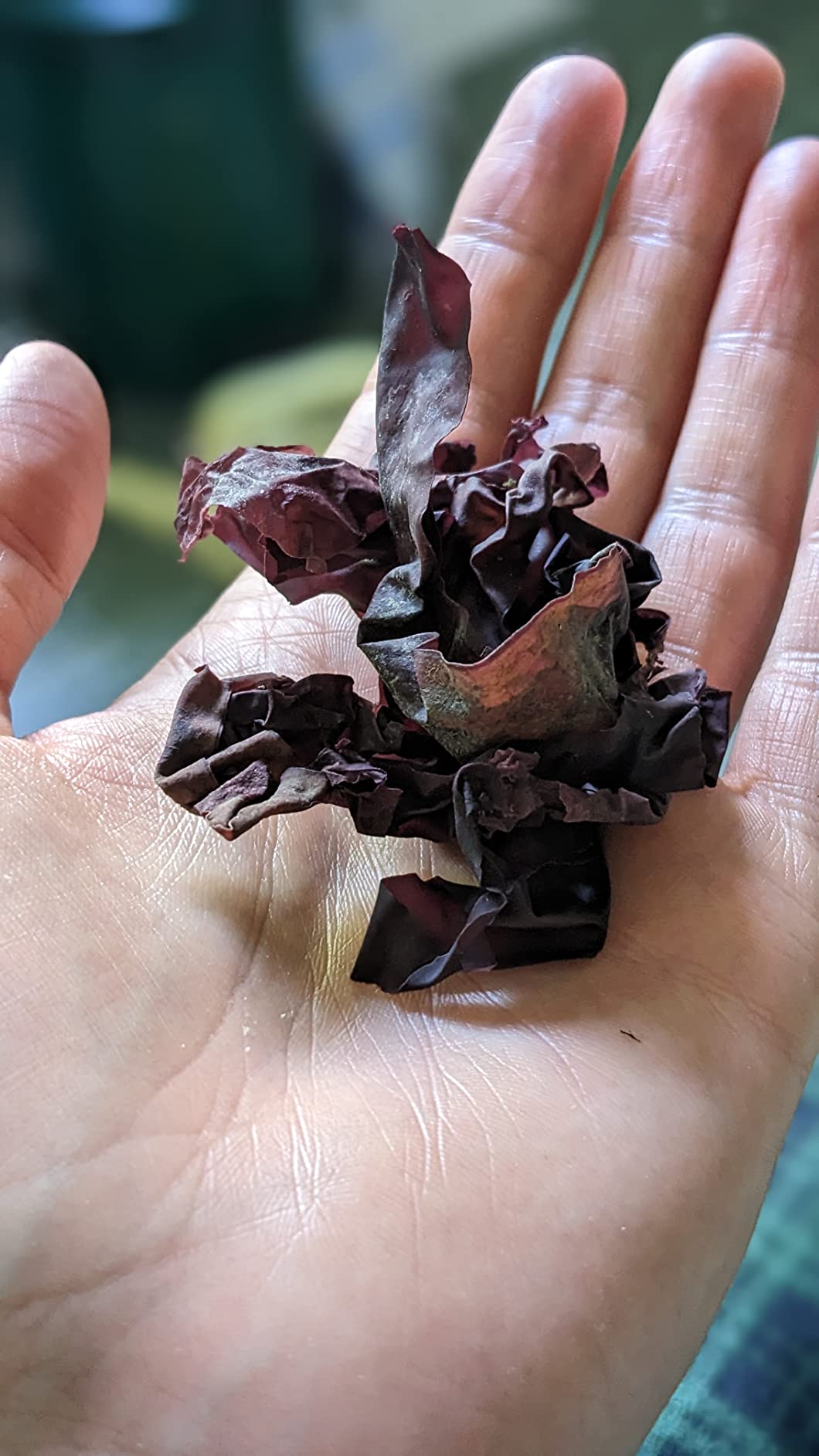 Atlantic Dulse Flakes Organic Sourced Maine Coast Atlantic Ocean Sea Vegetables Raw Bulk - 100% Pure and WIldcrafted, Non-GMO, Vegan Certified by Seaweed Kings (1lb) customer photo 1