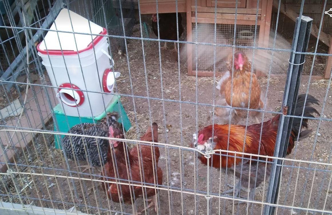 RentACoop 25lb BPA-Free Chicken Feeder with 4 Large Ports - Includes Lid, Anti-Roost Cone, Rain Hoods, and Custom Adjustable Stand - Large Capacity No-Waste Poultry Feeder - Center Placement customer photo 1