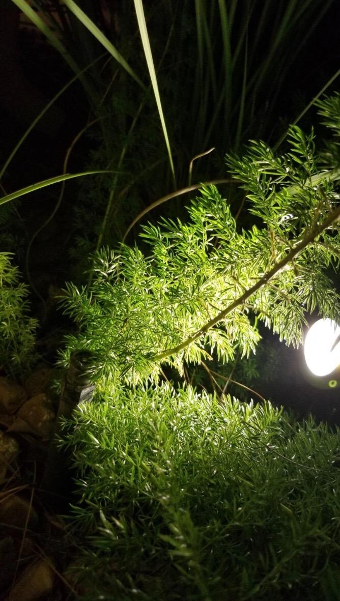 Z Outdoor Landscape LED Lighting 5W Waterproof Garden Lights COB Led Spotlights with Spiked Stand for Lawn Decorative Lamp US 3-Plug 3500K Warm White Lights (2 Packs) customer photo 2