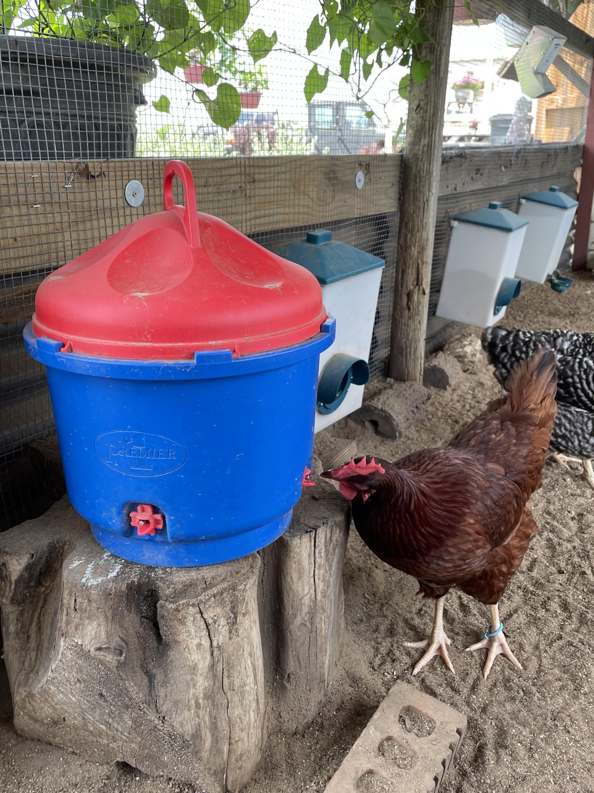 Premier 1 All-Season Heated Poultry Waterer for Chickens & Ducks - 3 Gallon | 100W thermostat keeps water unfrozen to -20F. Quick-fill cap, 3 recessed nipples, 16 ft detachable cord. Up to 35 birds. customer photo 1