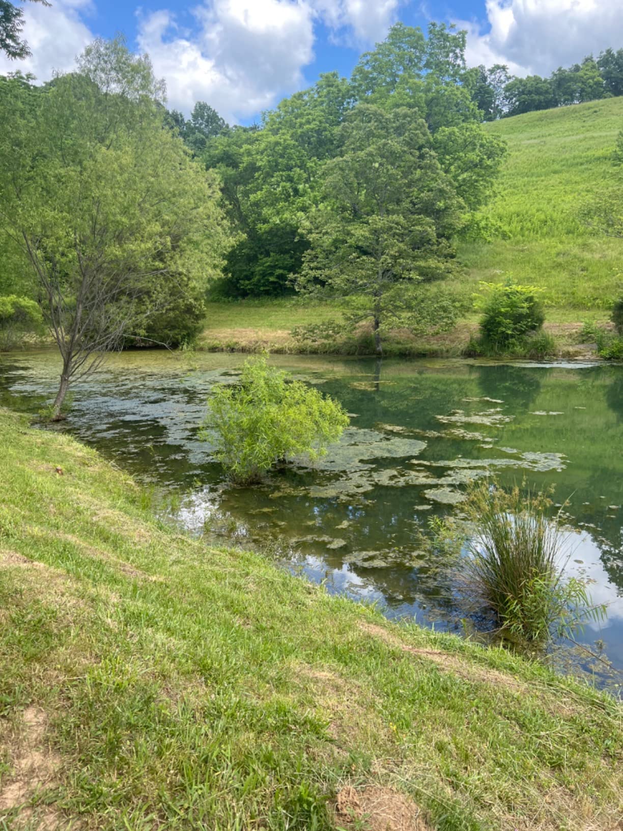 Aquascape Pond Shark Net, Skimming, Maintenance and Water Garden Tool, Extends 60-inch | 74004 customer photo 2