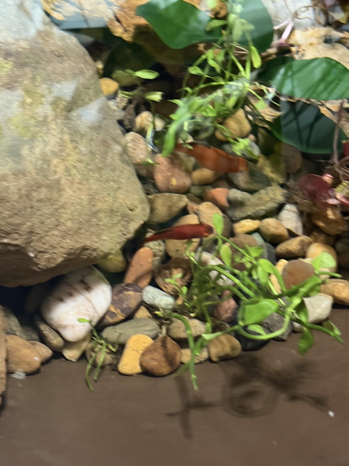 Aquascape Pond and Waterfall Kit AquaGarden Container Water Garden, Steel Gray customer photo 2