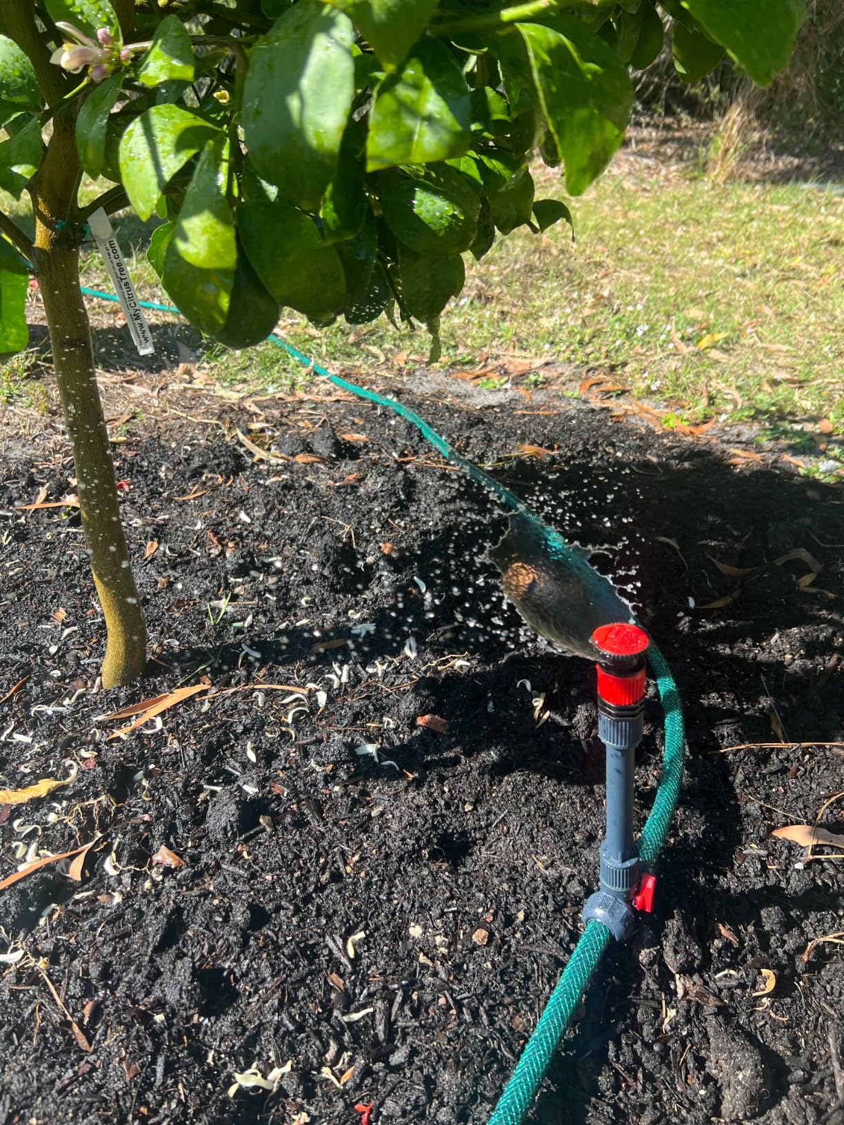 Eden 98063 Multi-Adjustable Flex Design Above Ground Irrigation Garden Sprinkler System with Hose customer photo 2