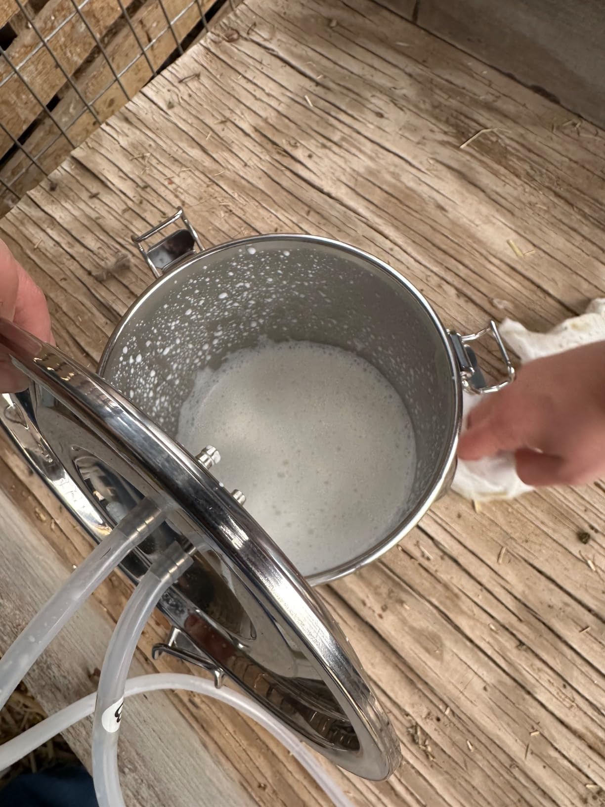 2026 Upgrade 3L Goat Milking Machine, Continuously Adjustable Suction Pulsation Vacuum Electric Milker, Portable Livestock Milking Machine with Stainless Bucket (US Plug) (3L Goat) customer photo 1