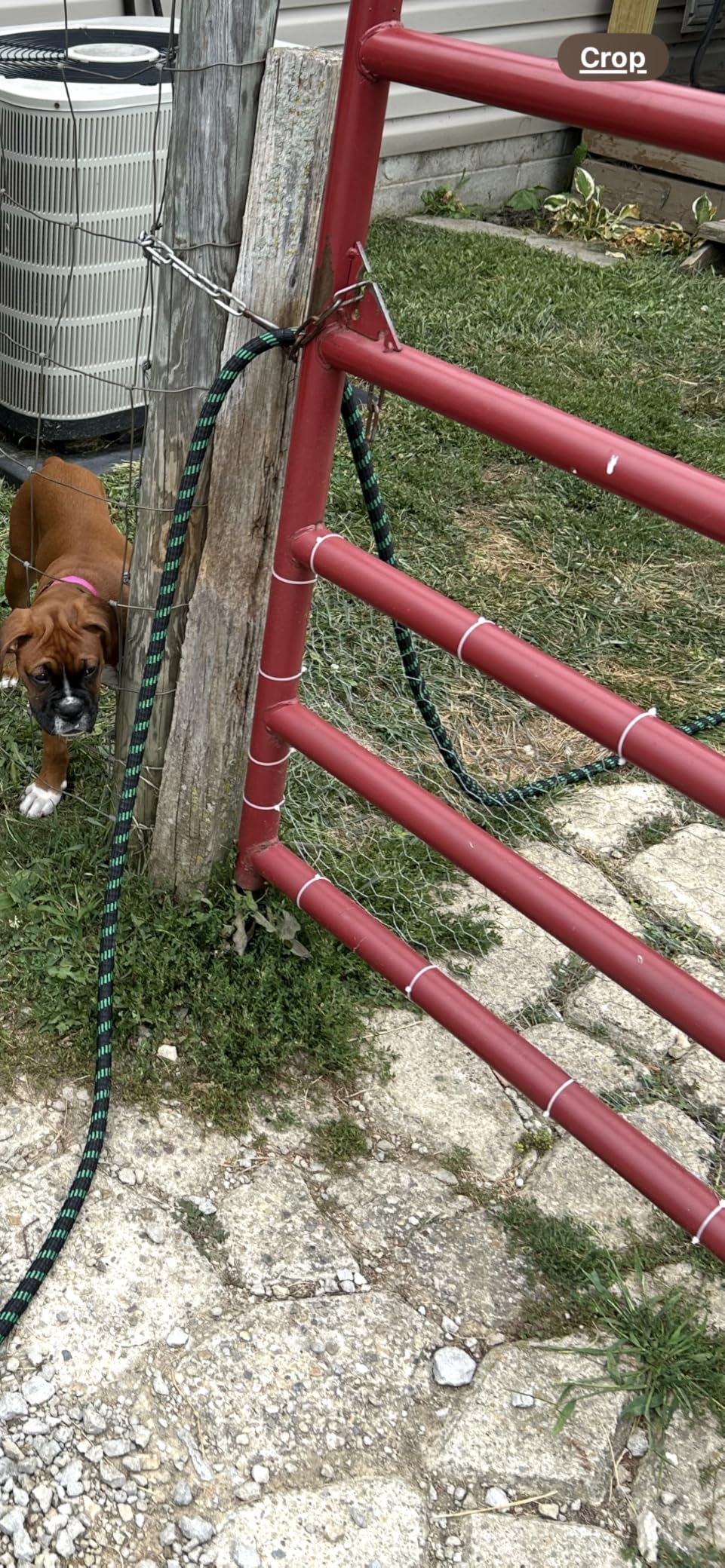 TOYPOPOR Chicken Wire 16'' x 396''(40cm x 10m), Outdoor Anti-Rust Hexagonal Galvanized Chicken Wire Mesh Fencing to Protect Gardening Plants Vegetables Flowers Fruits From Dogs Rabbits Squirrels, 32ft customer photo 1