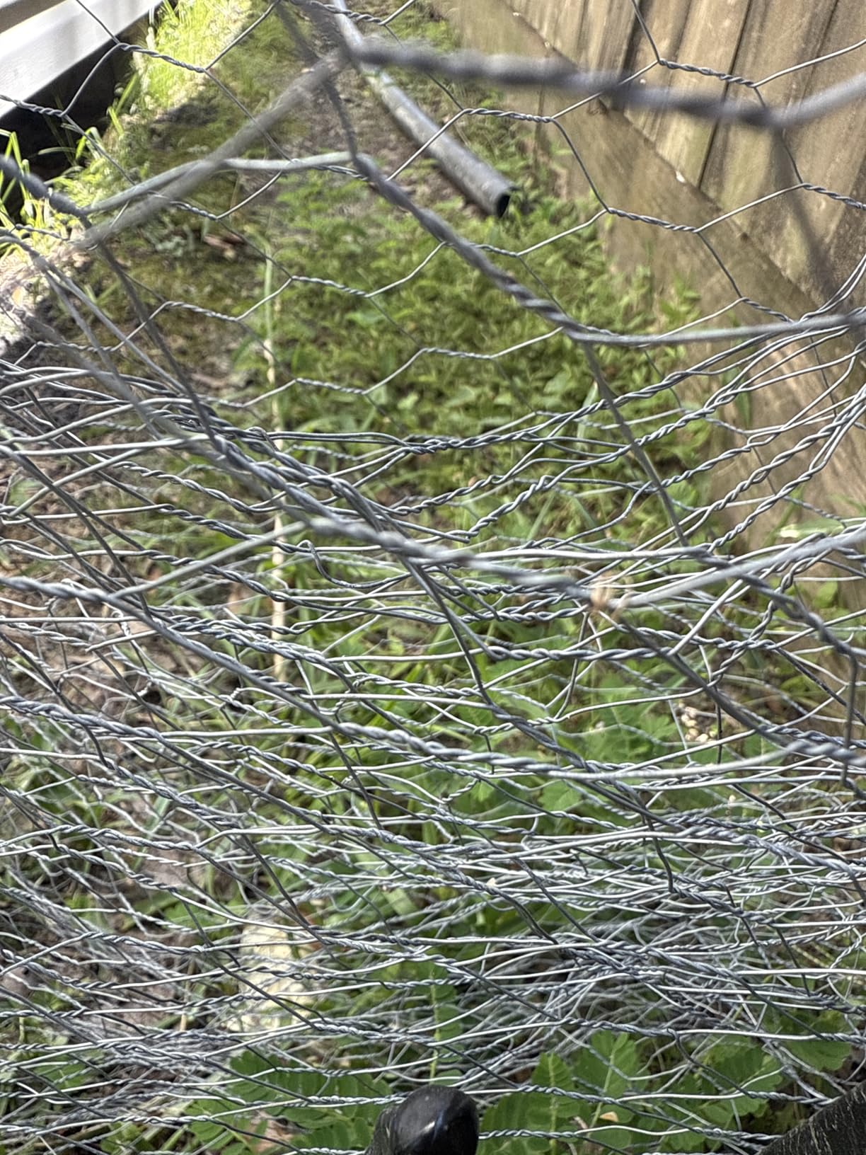 Garden Poultry Chicken Wire Netting - 24 '' × 100 ' Garden Fence Animal Barrier, Chicken Wire for Crafts, 1 inch Mesh Poultry Netting Fence, Pet/Rabbit/Chicken Wire Fencing customer photo 1