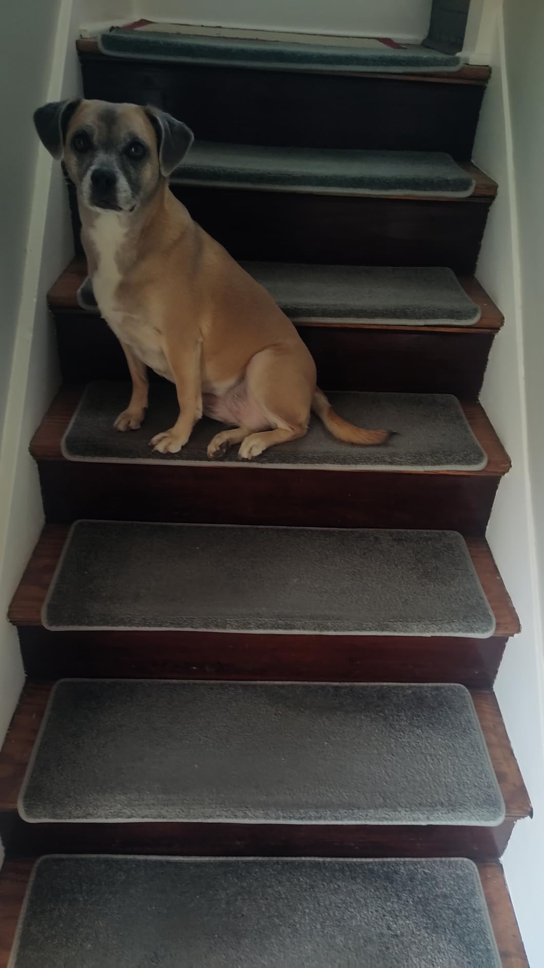 PURE ERA Bullnose Carpet Stair Treads Tape Free Non-Slip Indoor Stair Protectors Pet Friendly Stair Treads for Wooden Steps 9.5 x 30 (14 Pieces, Cream Gray Diamond Trellis) customer photo 1