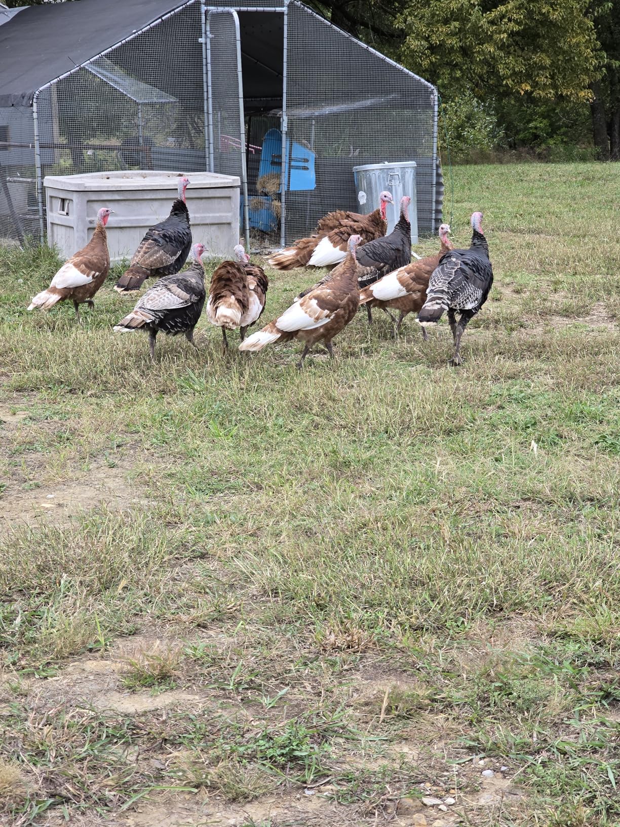 8inch x 25ft Hardware Cloth 1/4 inch Chicken Wire Fencing 23Ga Hot Dipped Galvanized After Welding customer photo 1