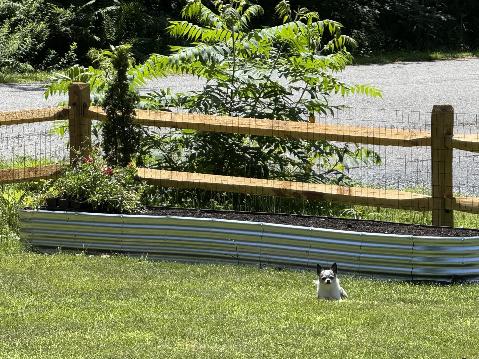 Welded Wire Fencing 36 Inch x 100 Foot, 2 Inch x 3 Inch 16GA Black Hardware Cloth PVC Coated Garden Border Fencing Roll customer photo 2