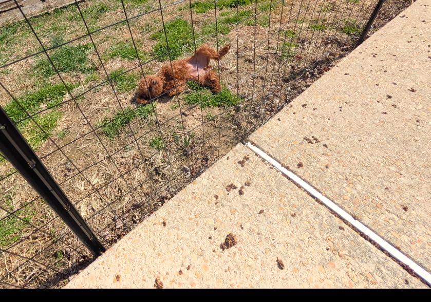 Black PVC Coated Welded Wire Fence 24 in x 50 Ft, 2 x 3 Inch 16GA Garden Border Fencing Roll customer photo 2
