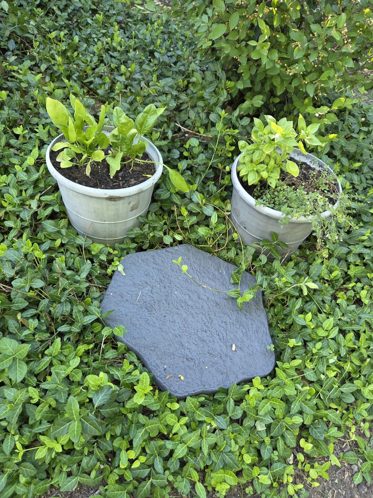 Arcadia Garden Products Set of 4, 16x17