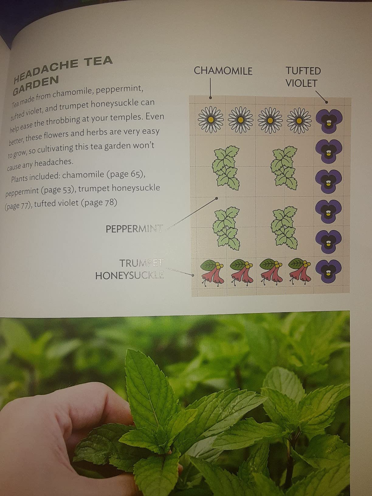 Growing Your Own Tea Garden: The Guide to Growing and Harvesting Flavorful Teas in Your Backyard (CompanionHouse Books) Create Tea Blends to Manage Stress, Boost Immunity, Soothe Headaches, and More customer photo 2