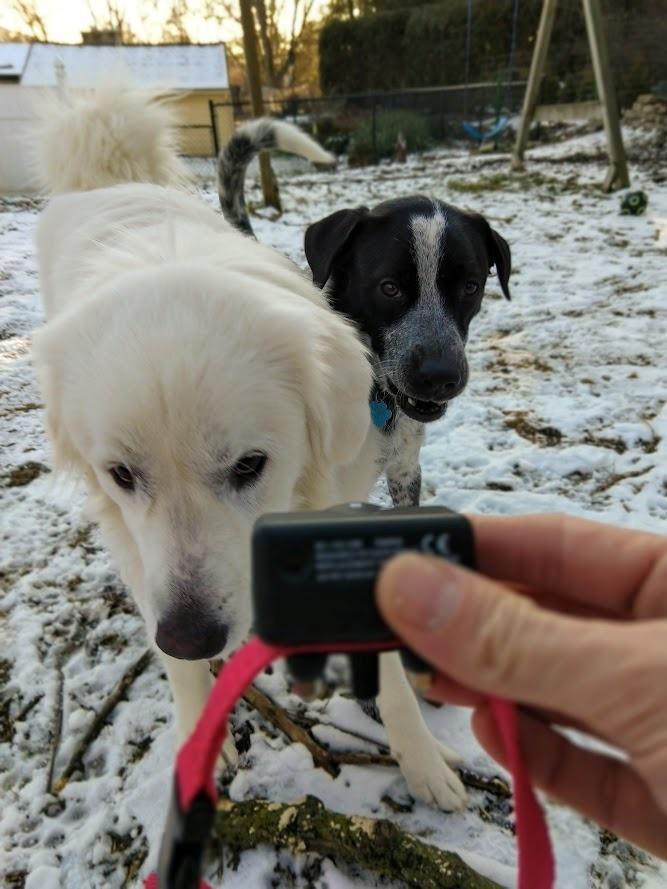 PetSafe Basic Bark Control Collar | Progressive Static Correction, Warning Beep, Includes Battery, Dogs 8 lb+, Neck 5-27 in customer photo 1