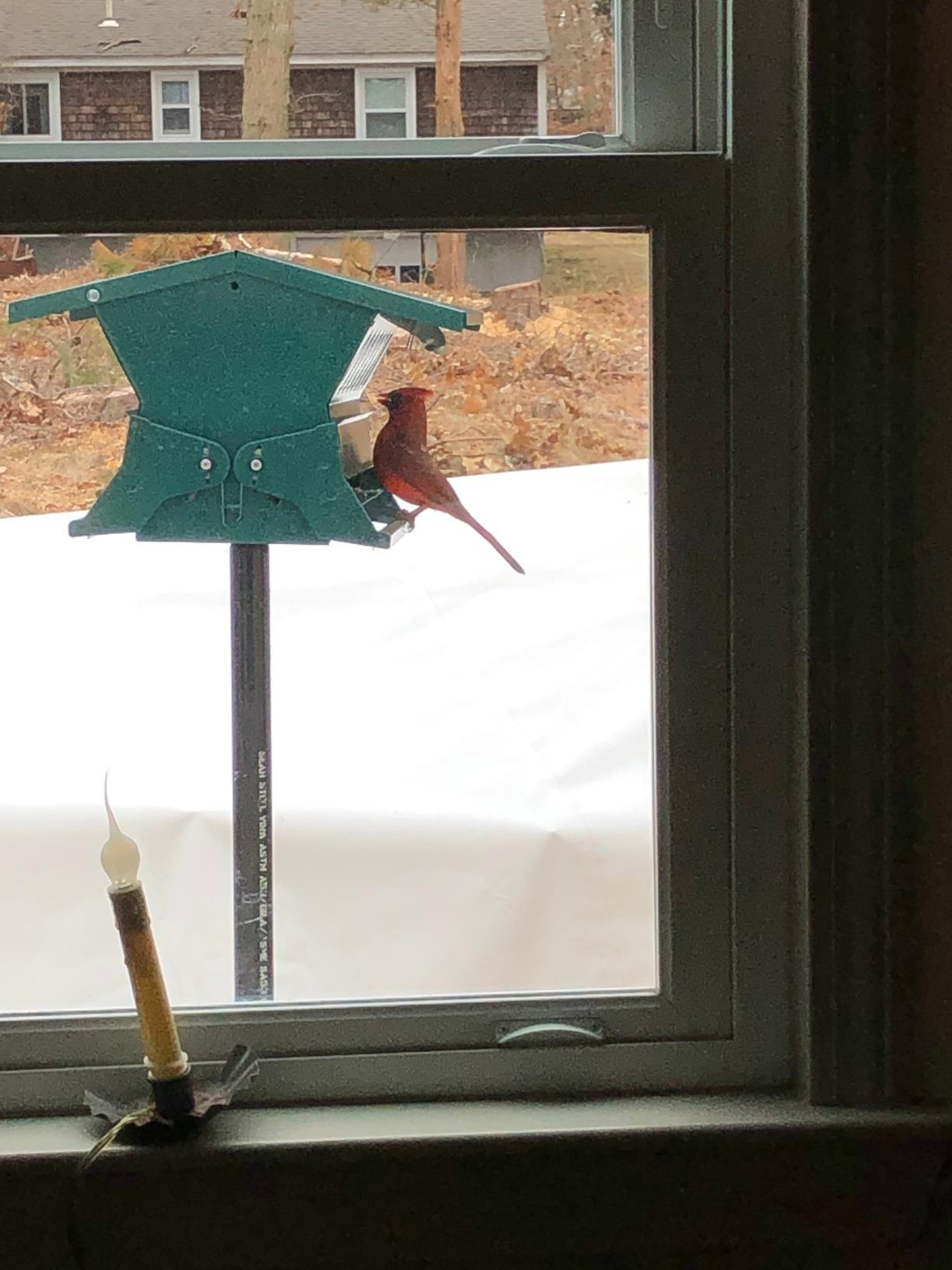 Woodlink Absolute II Squirrel Resistant Bird Feeder Model 7536, 12 lbs, Model:301045 customer photo 1