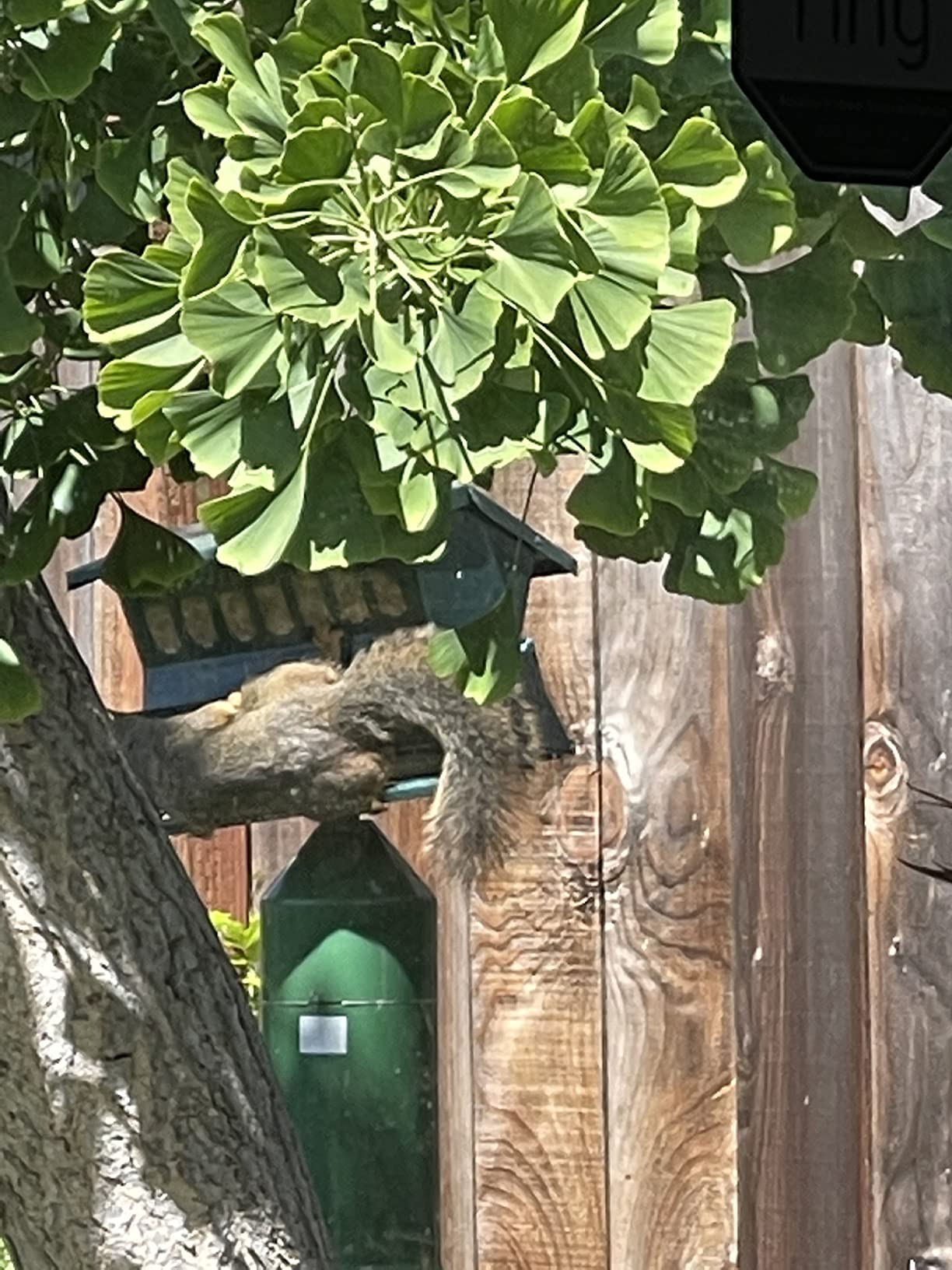 Woodlink Absolute II Squirrel Resistant Bird Feeder Model 7536, 12 lbs, Model:301045 customer photo 2
