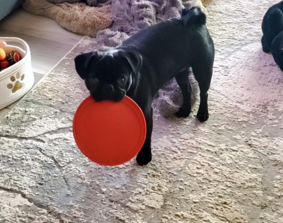 KONG Flyer, Natural Rubber Flying Disc Fetch Toy, for Medium/Large Dogs | Durable KONG Natural Rubber Flying Disc for Fetch, a Safer Disc for Healthy Outdoor Activity & Active Play customer photo 2